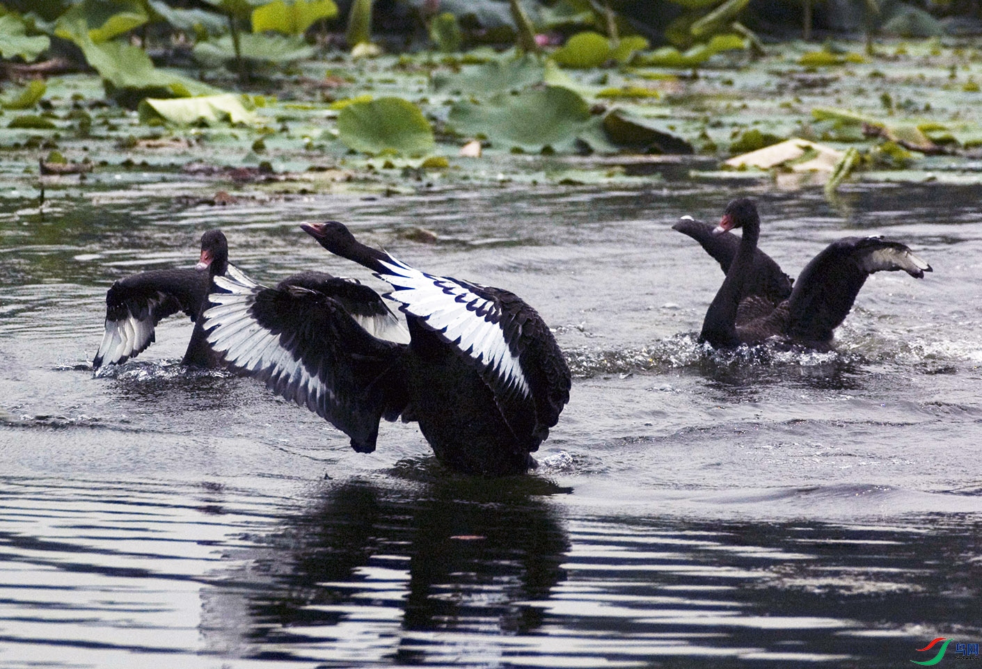 DSC_8548.jpg