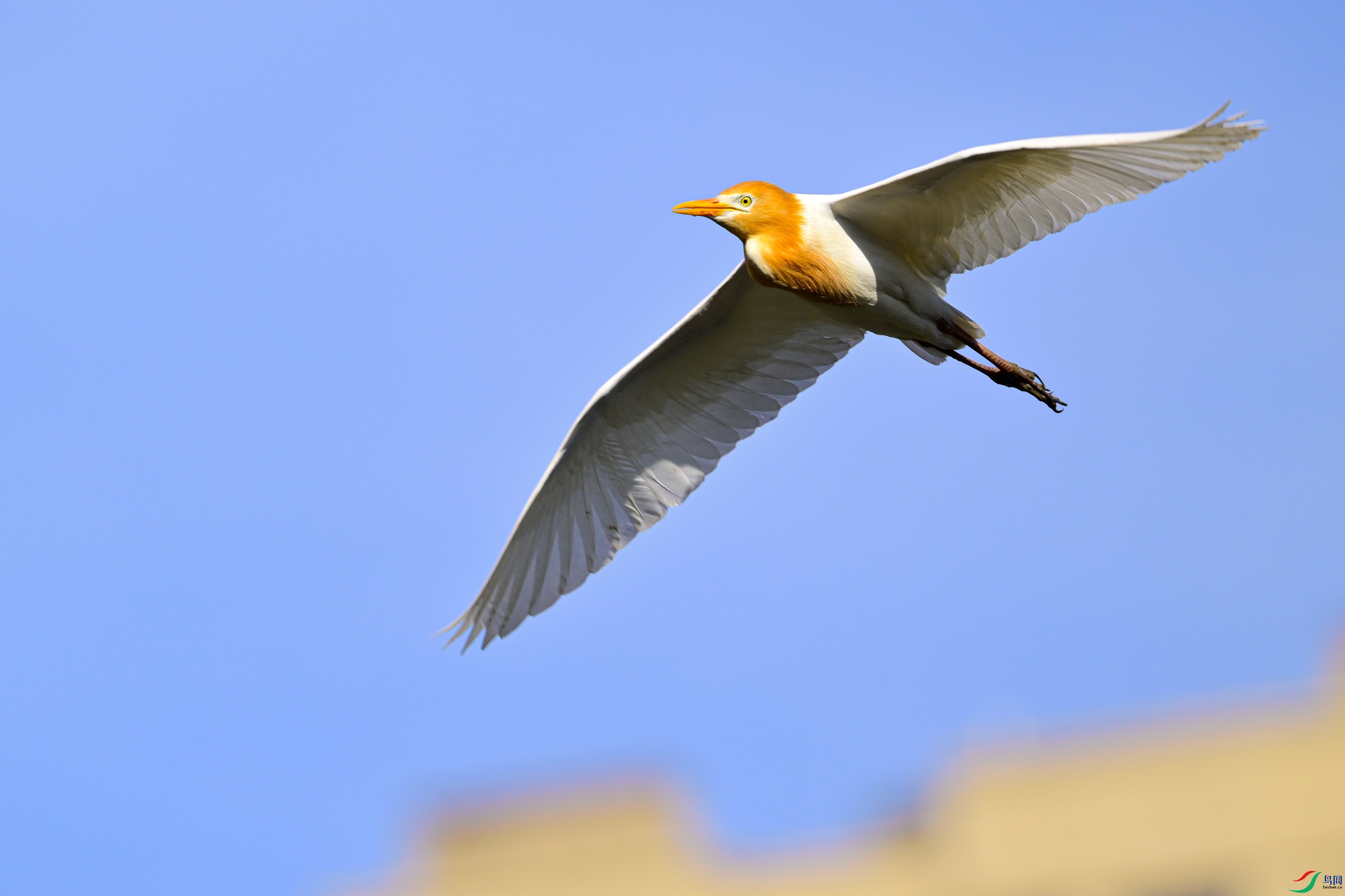 _DSC6822x.jpg