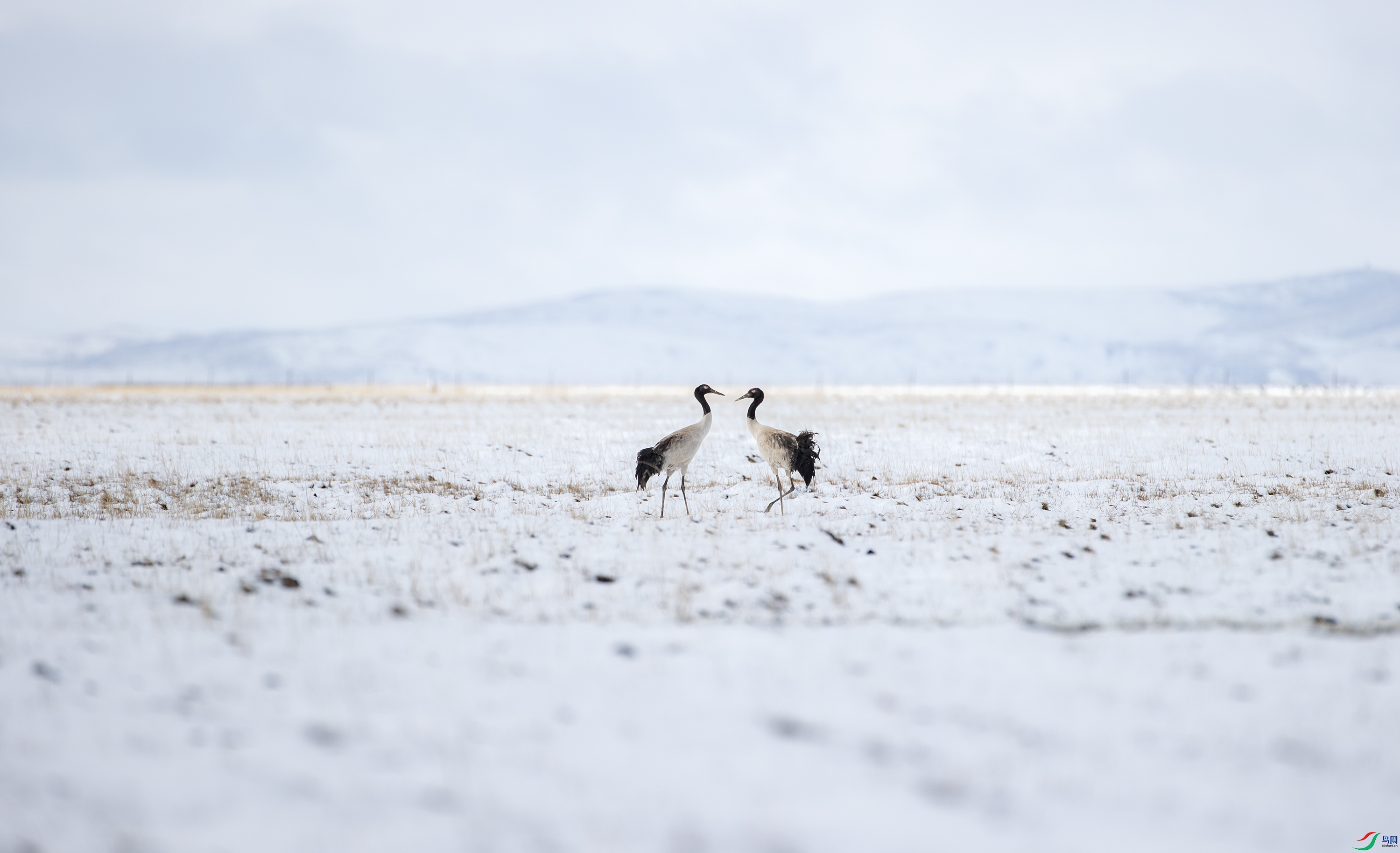 A15I3647- ����.jpg