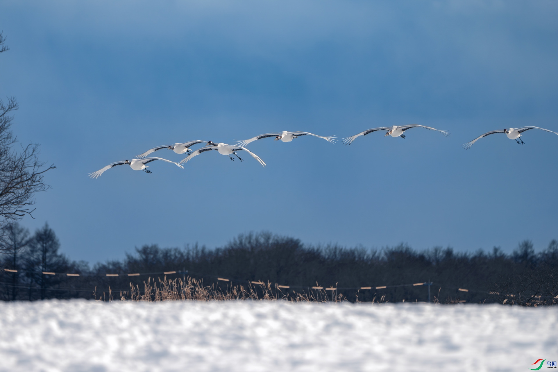 _DSC8081-С.jpg