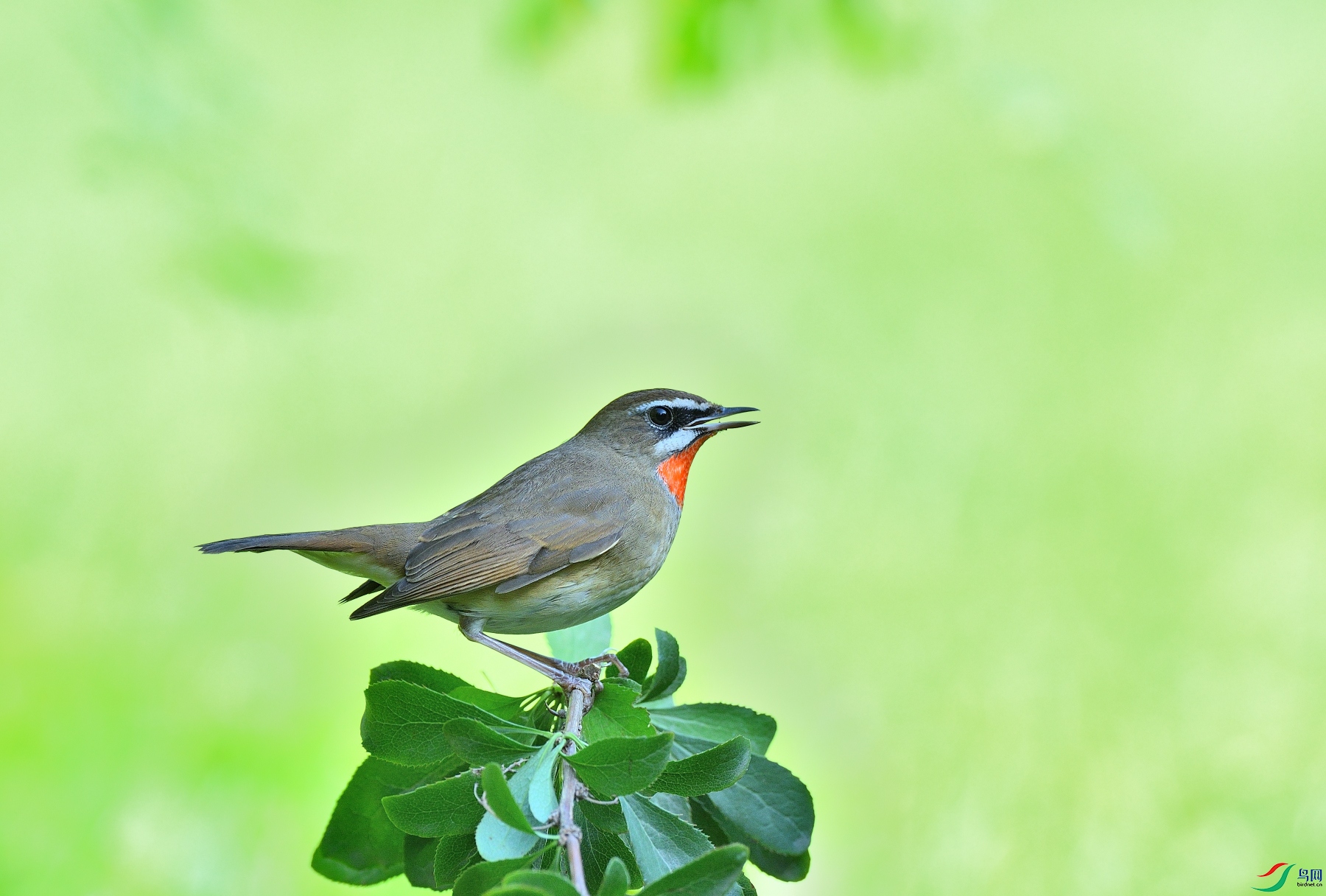 DSC_3237.JPG