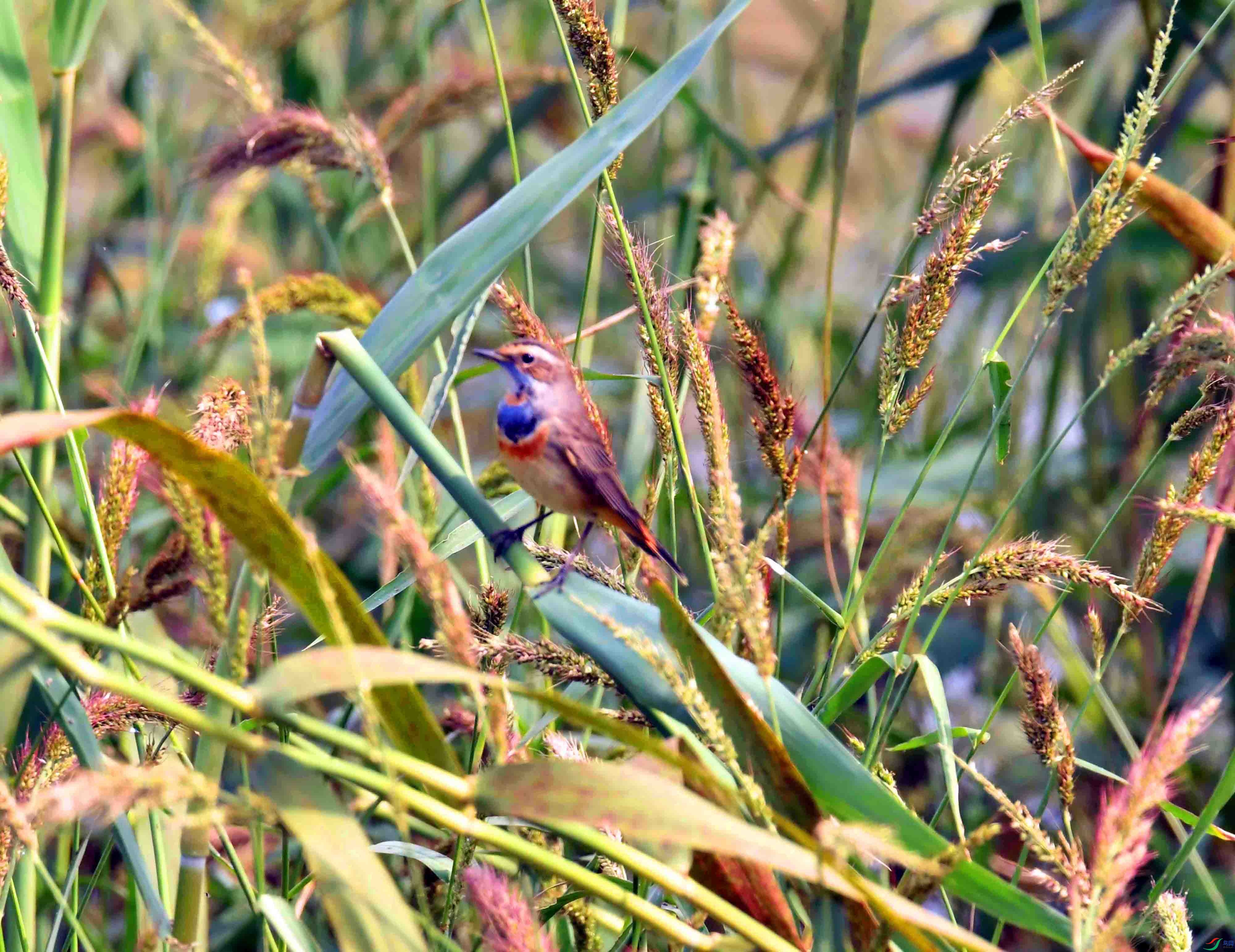 DSC_6290.JPG