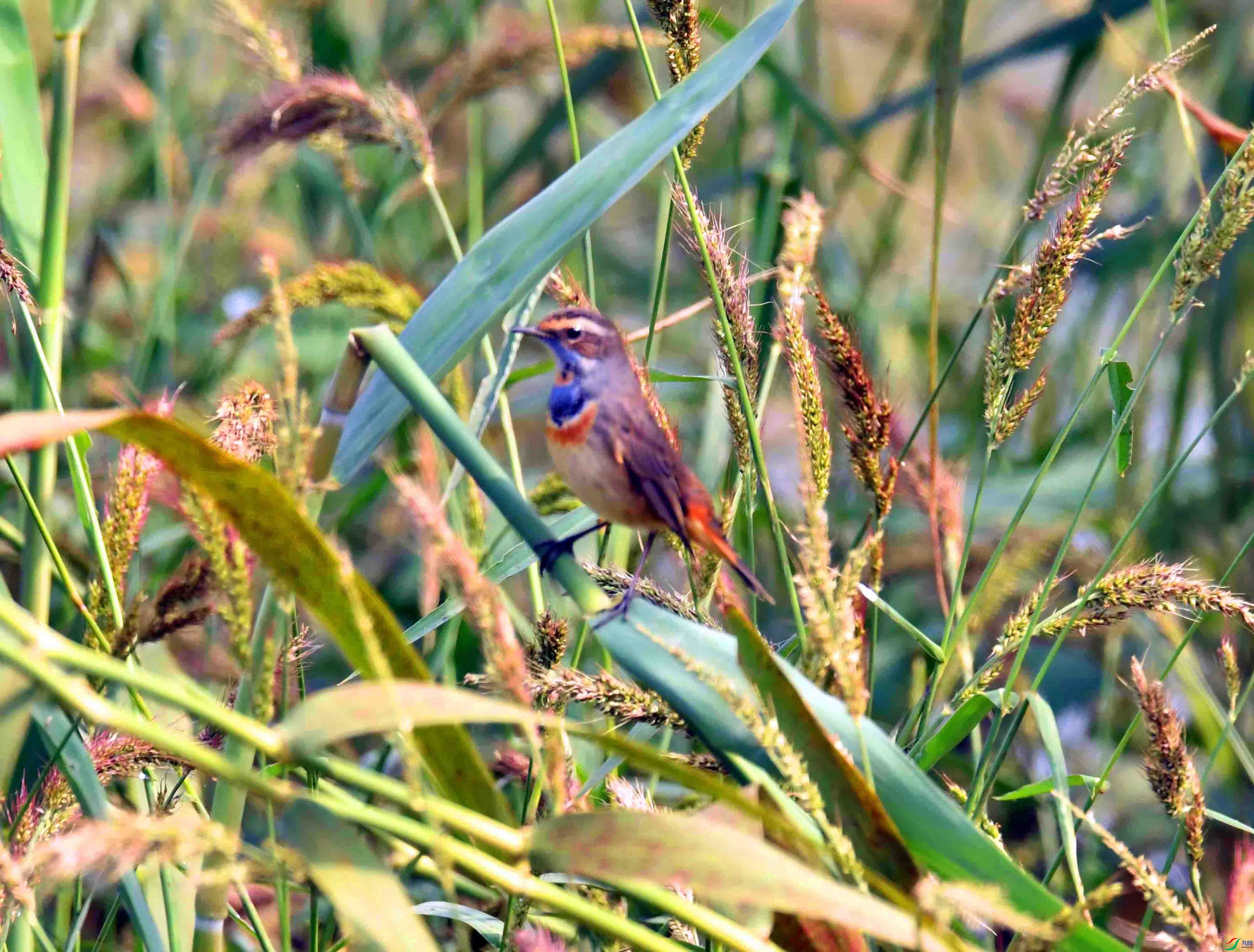 DSC_6294.JPG