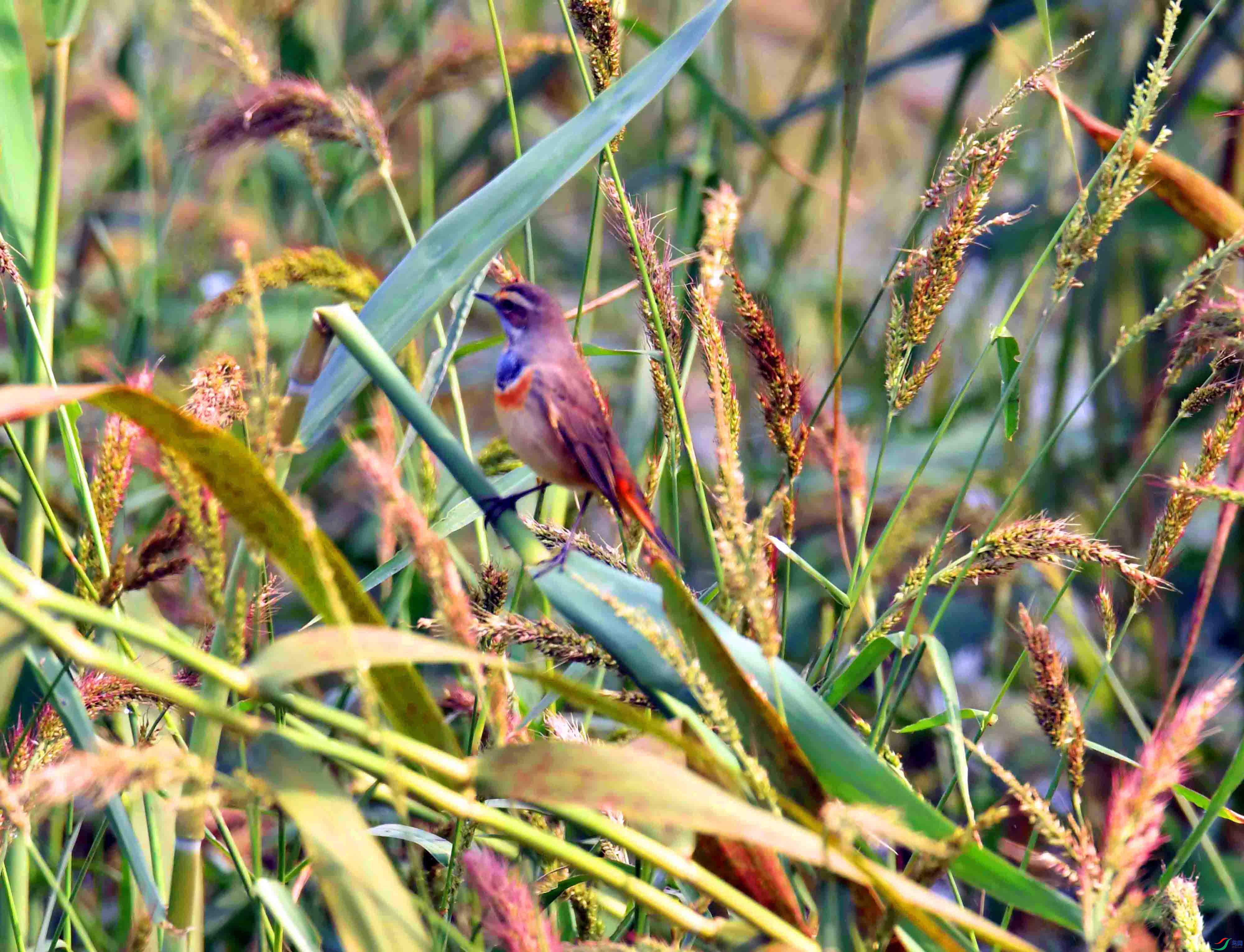 DSC_6292.JPG