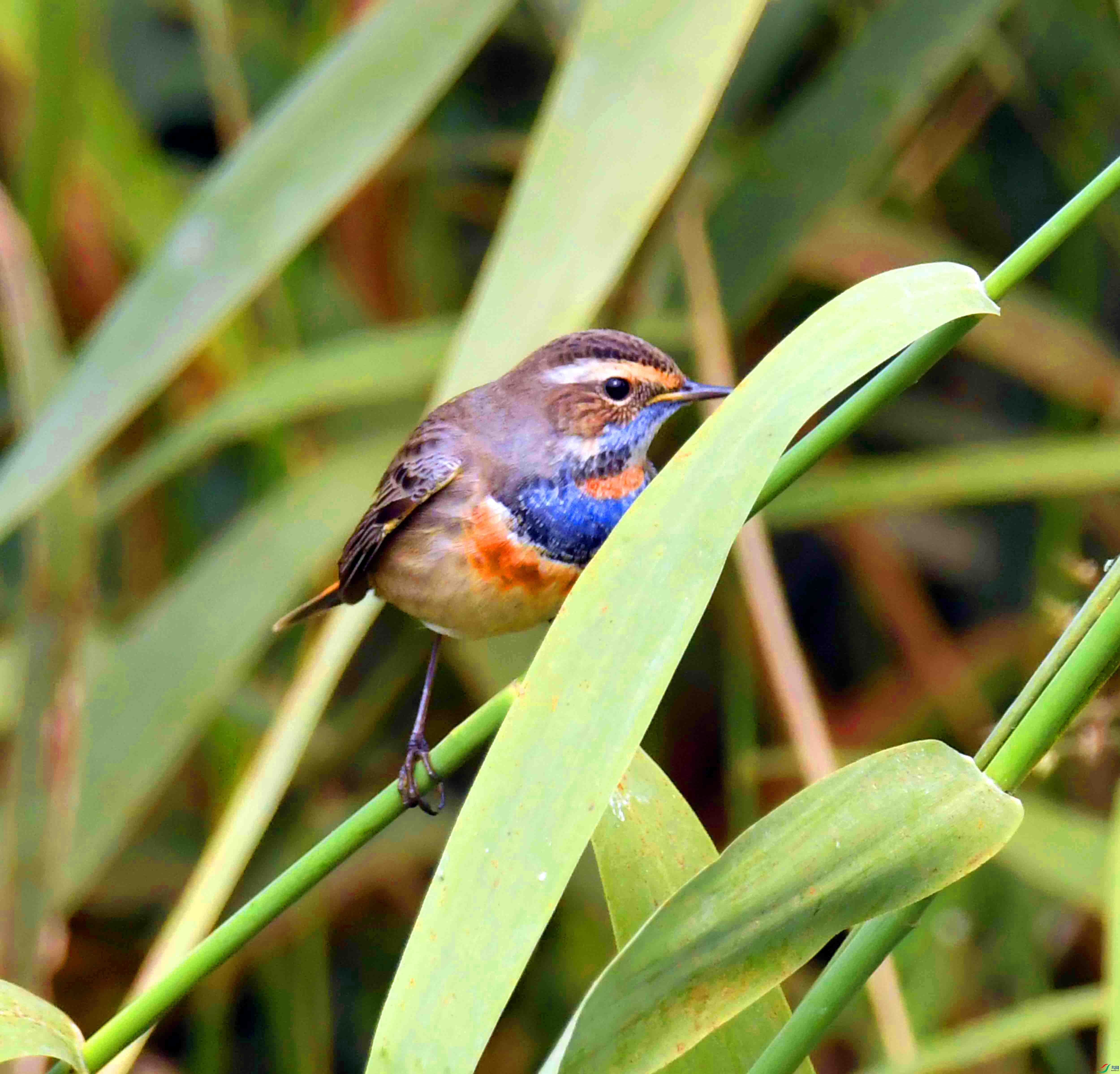 DSC_8250.JPG