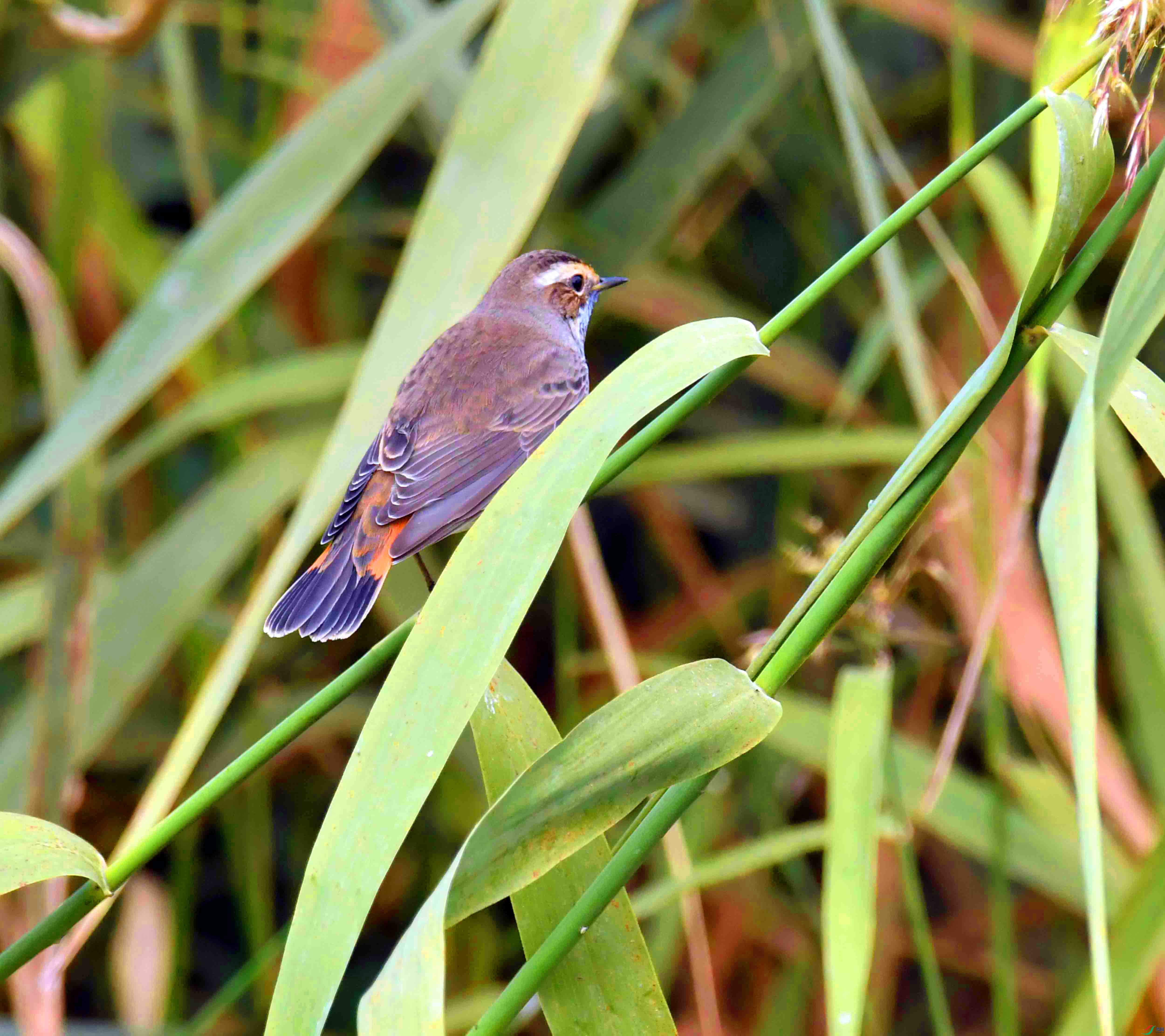 DSC_8252.JPG