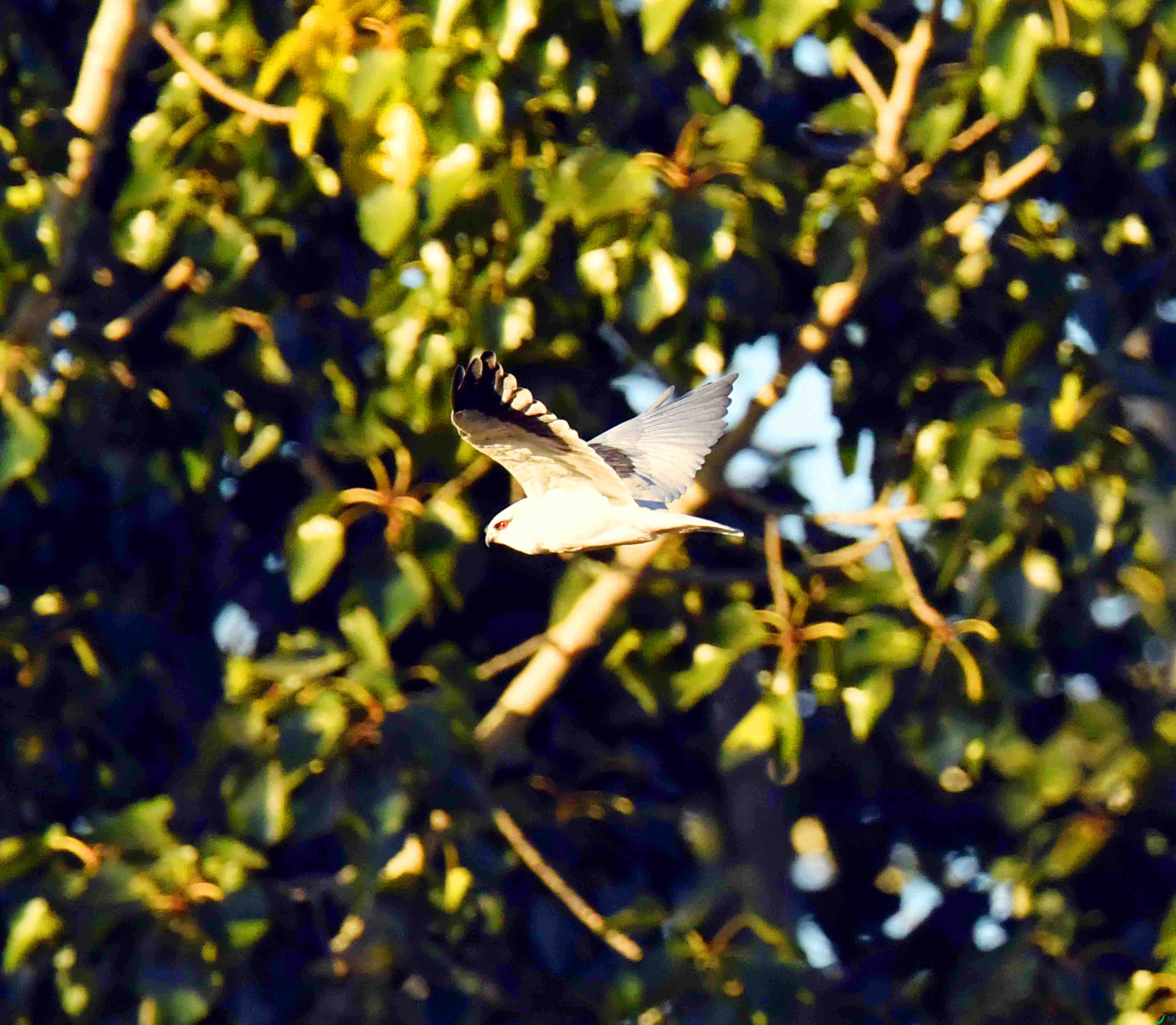 DSC_2345.JPG