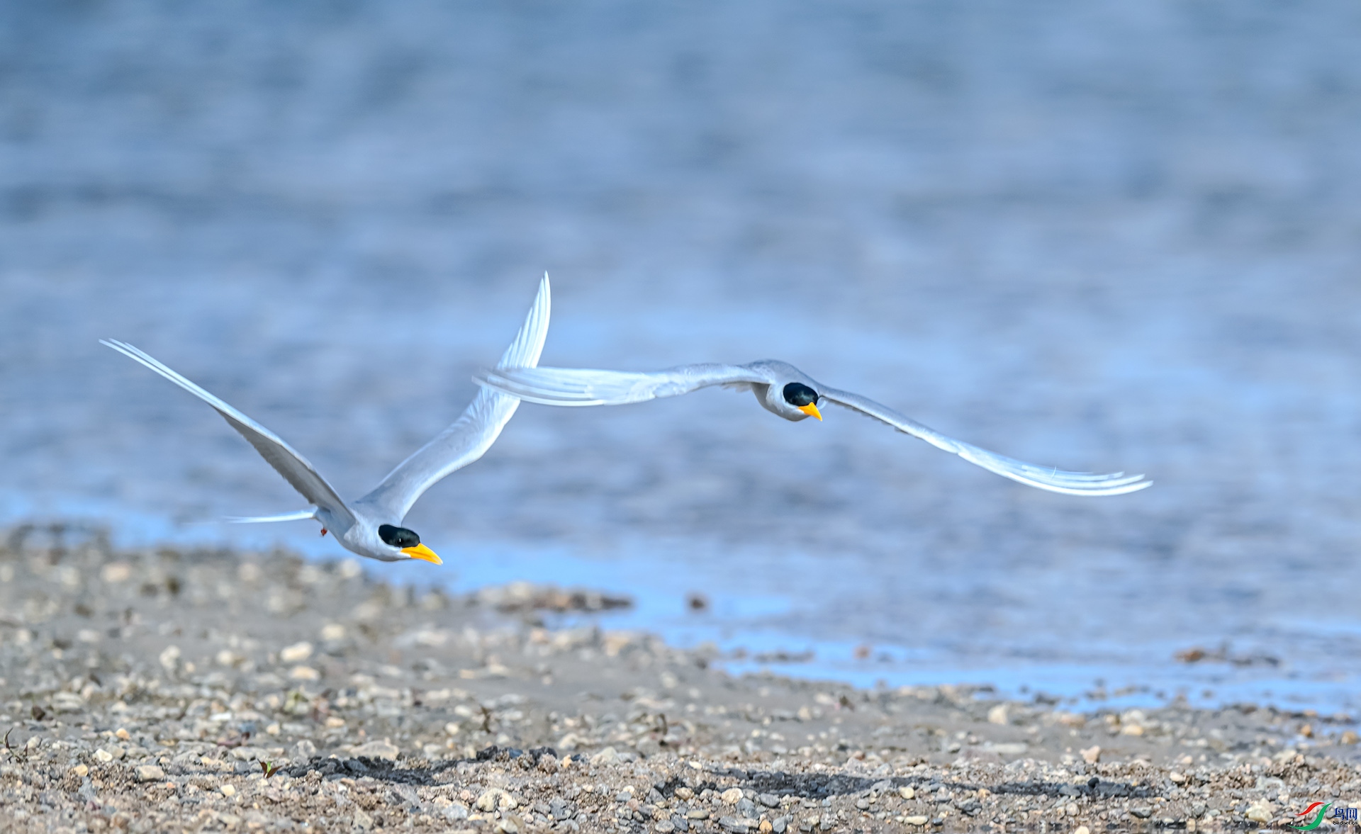 �������Ÿ