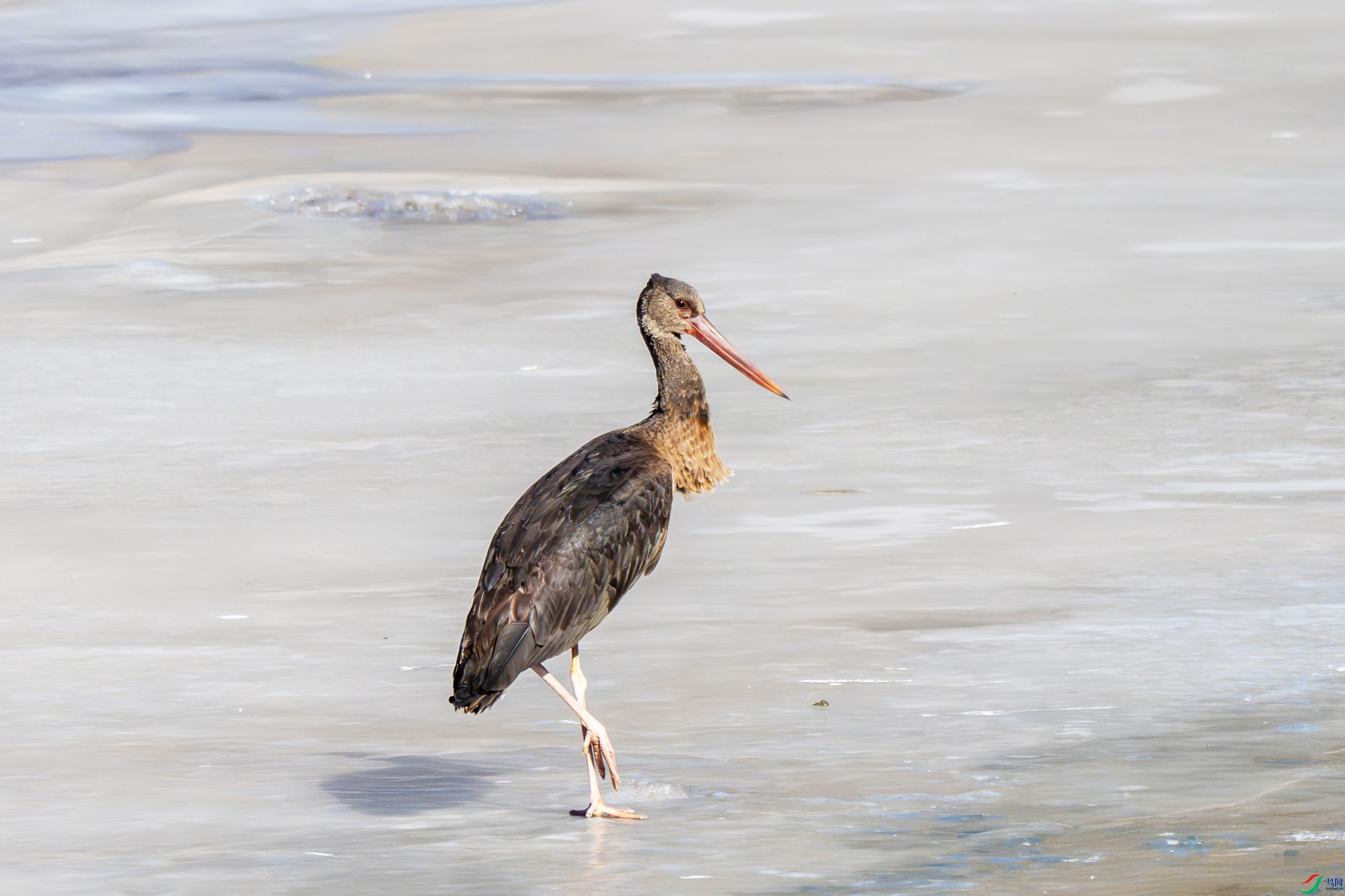 DSC_0064.jpg