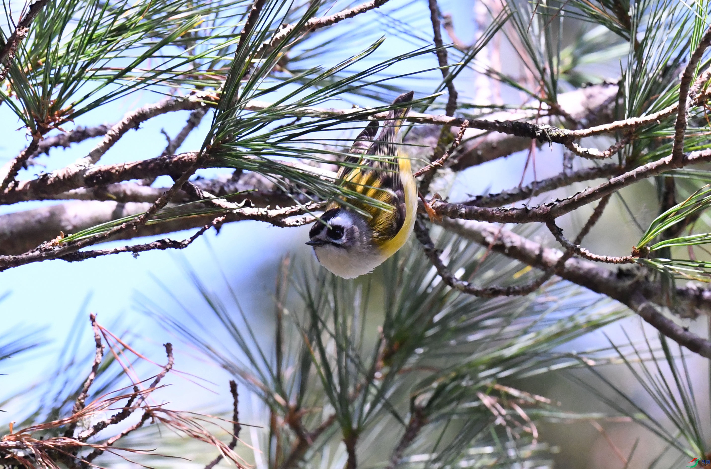 ̨����� ����ɽ.JPG