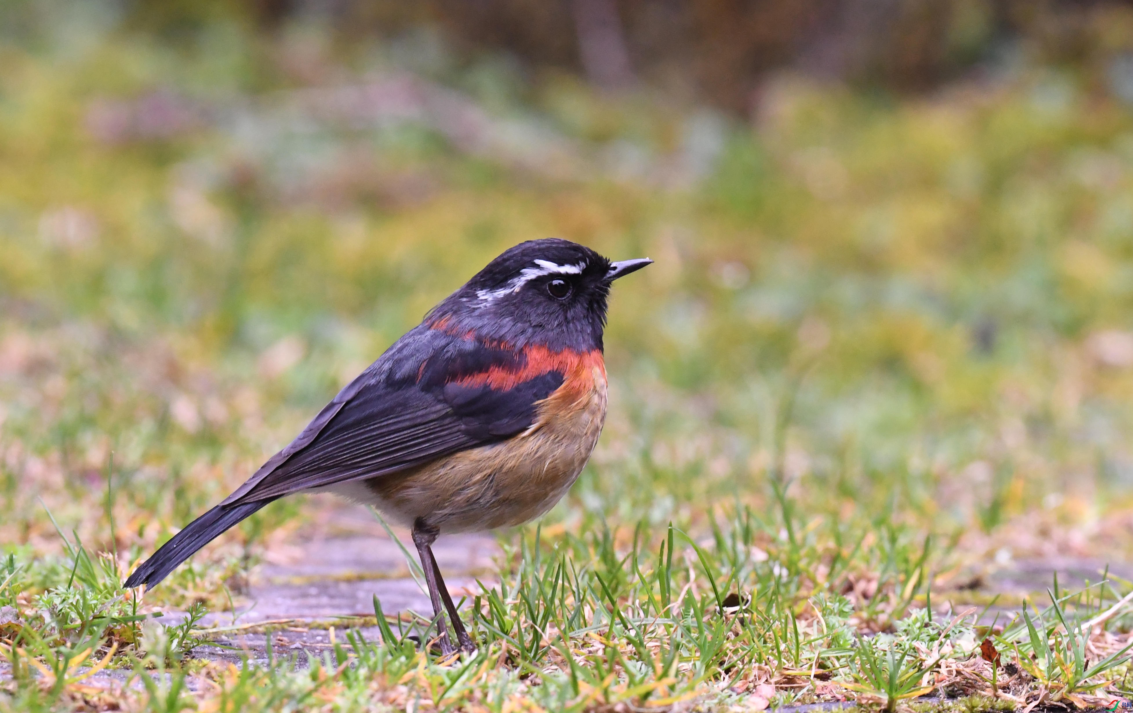 ̨����� ��ѩɽ.JPG