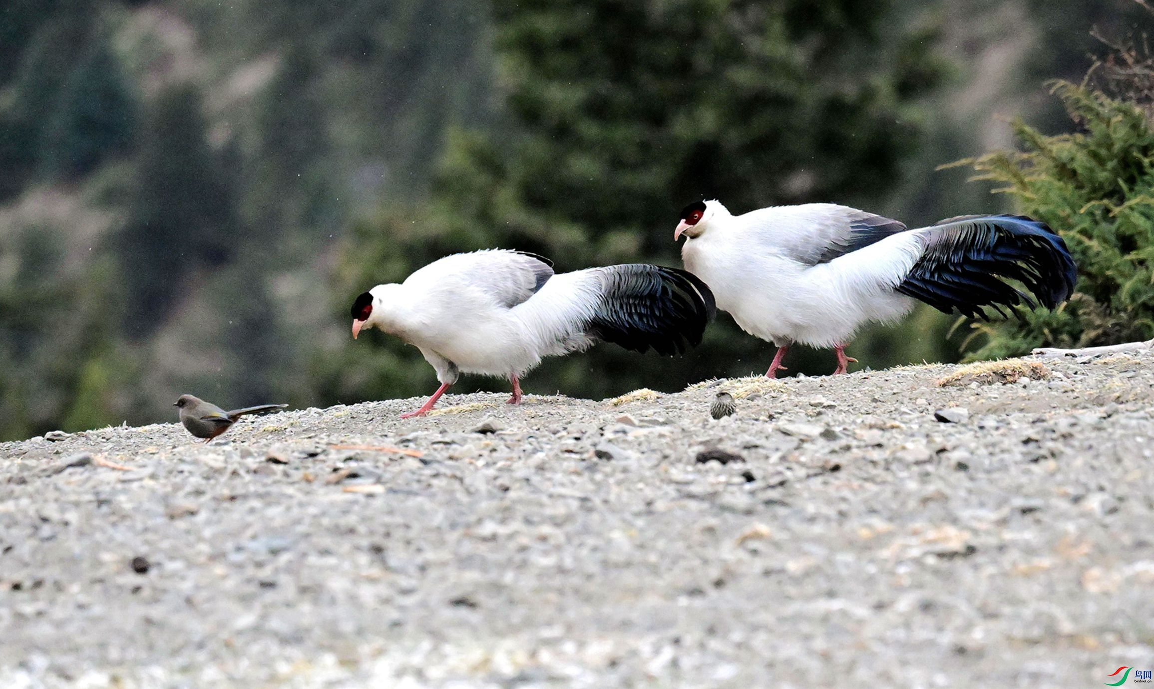 ��ɽ����