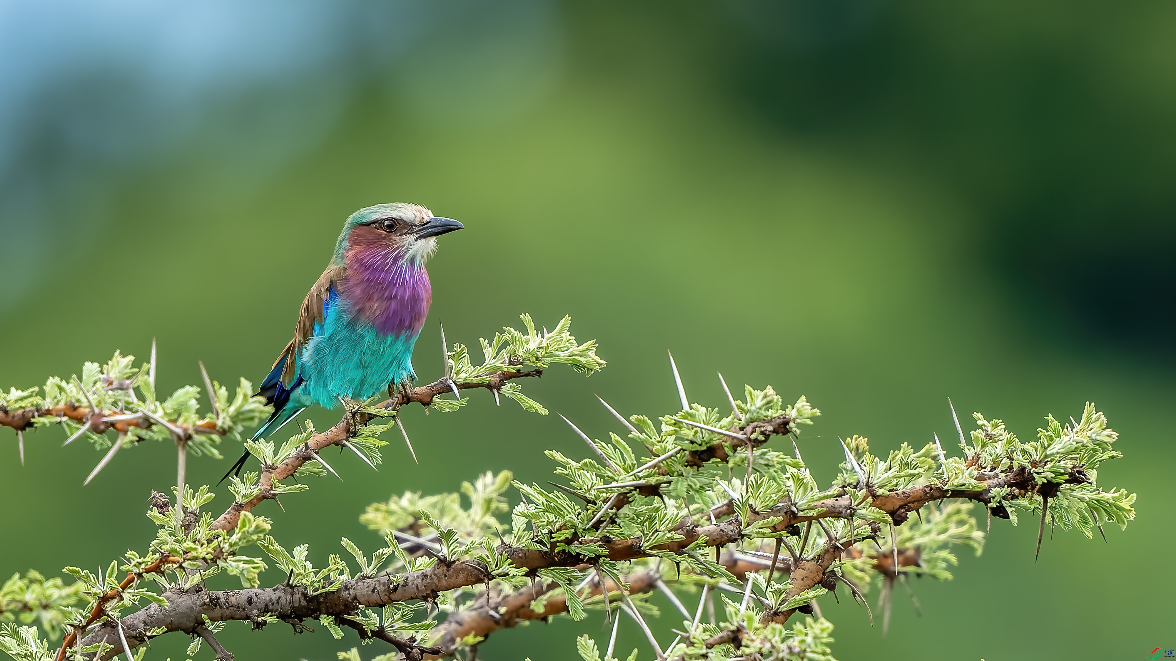 DSC_5155_1.jpg