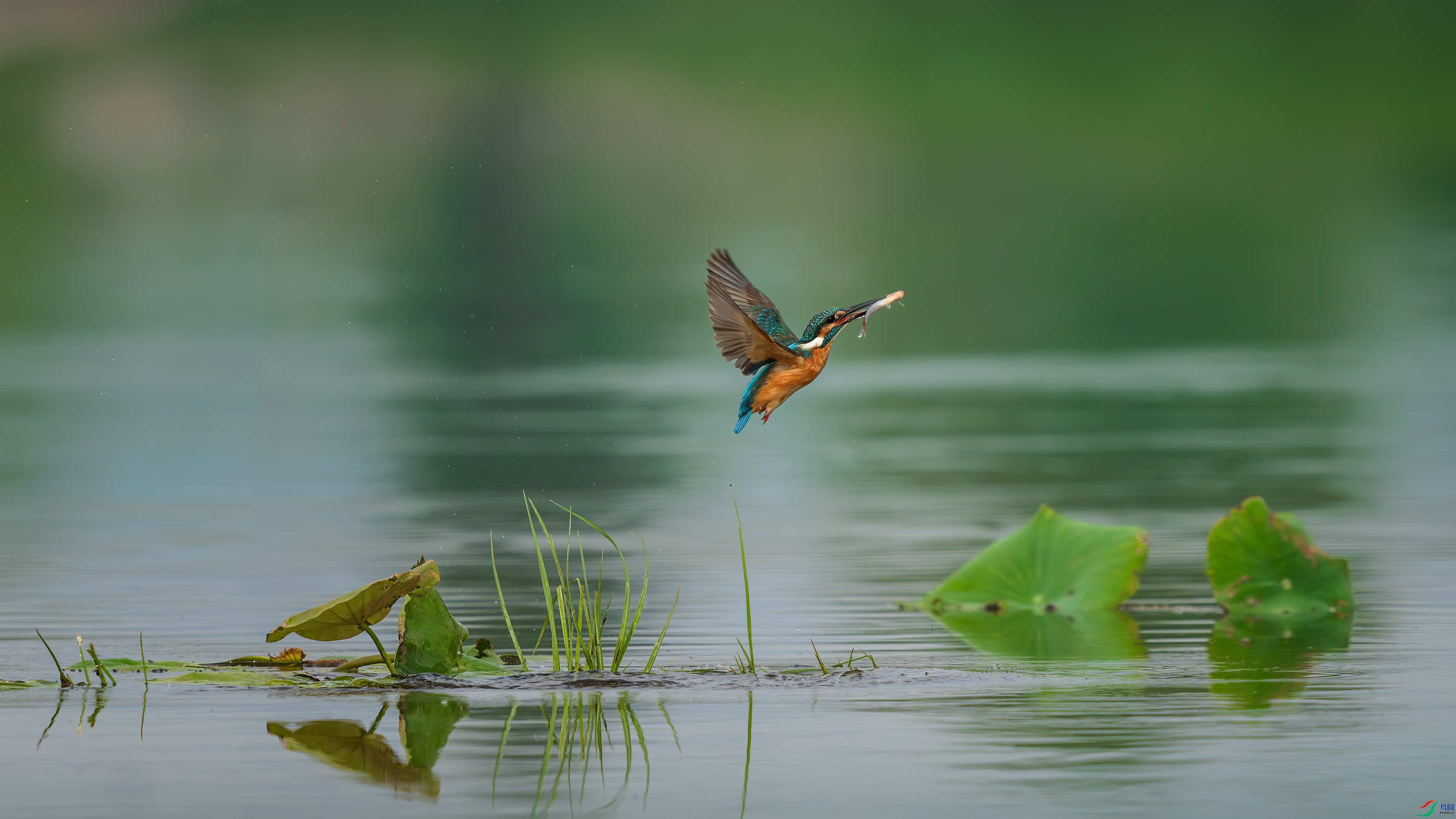 _DSC5827-����ǿ-NR-����.jpga.jpg