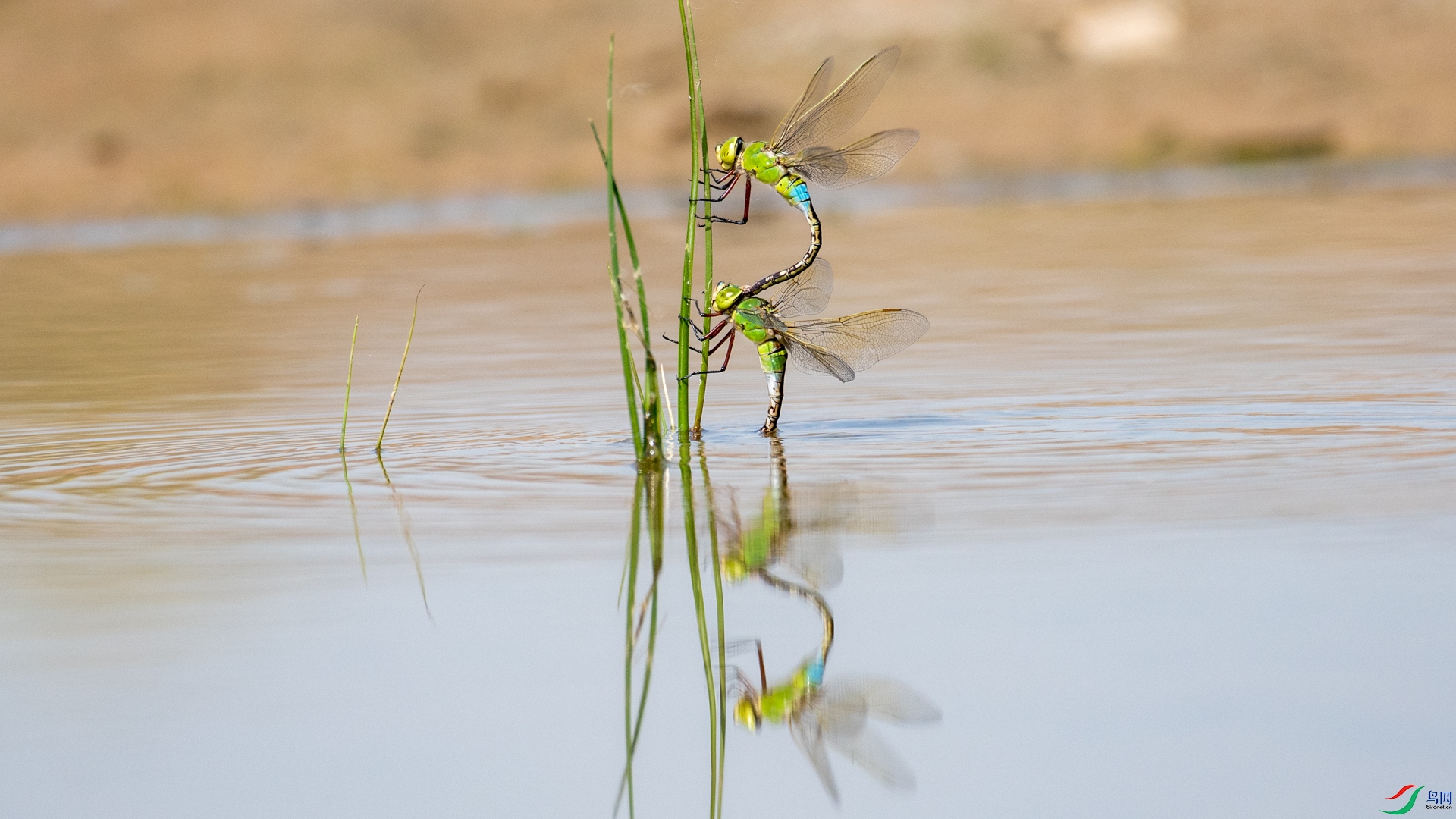 DSC_1823.jpg