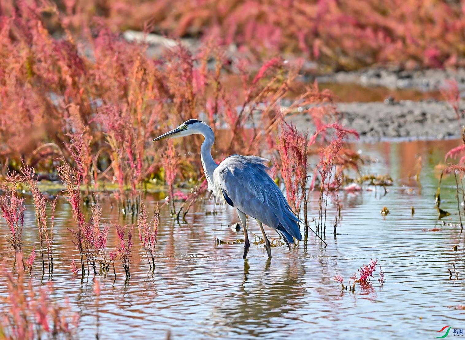 _DSC8506f.jpg