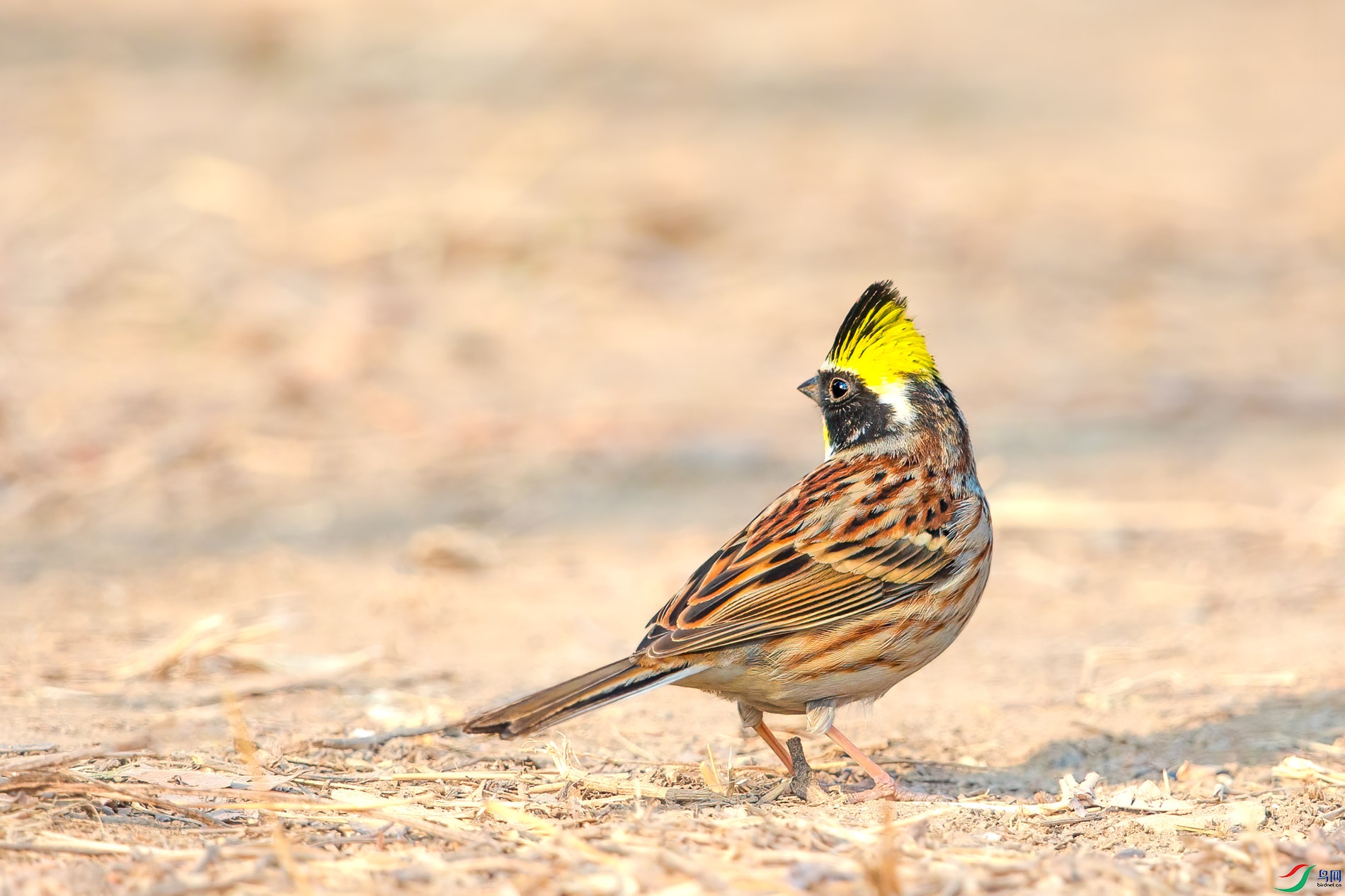 AQ4P8537-1.jpg
