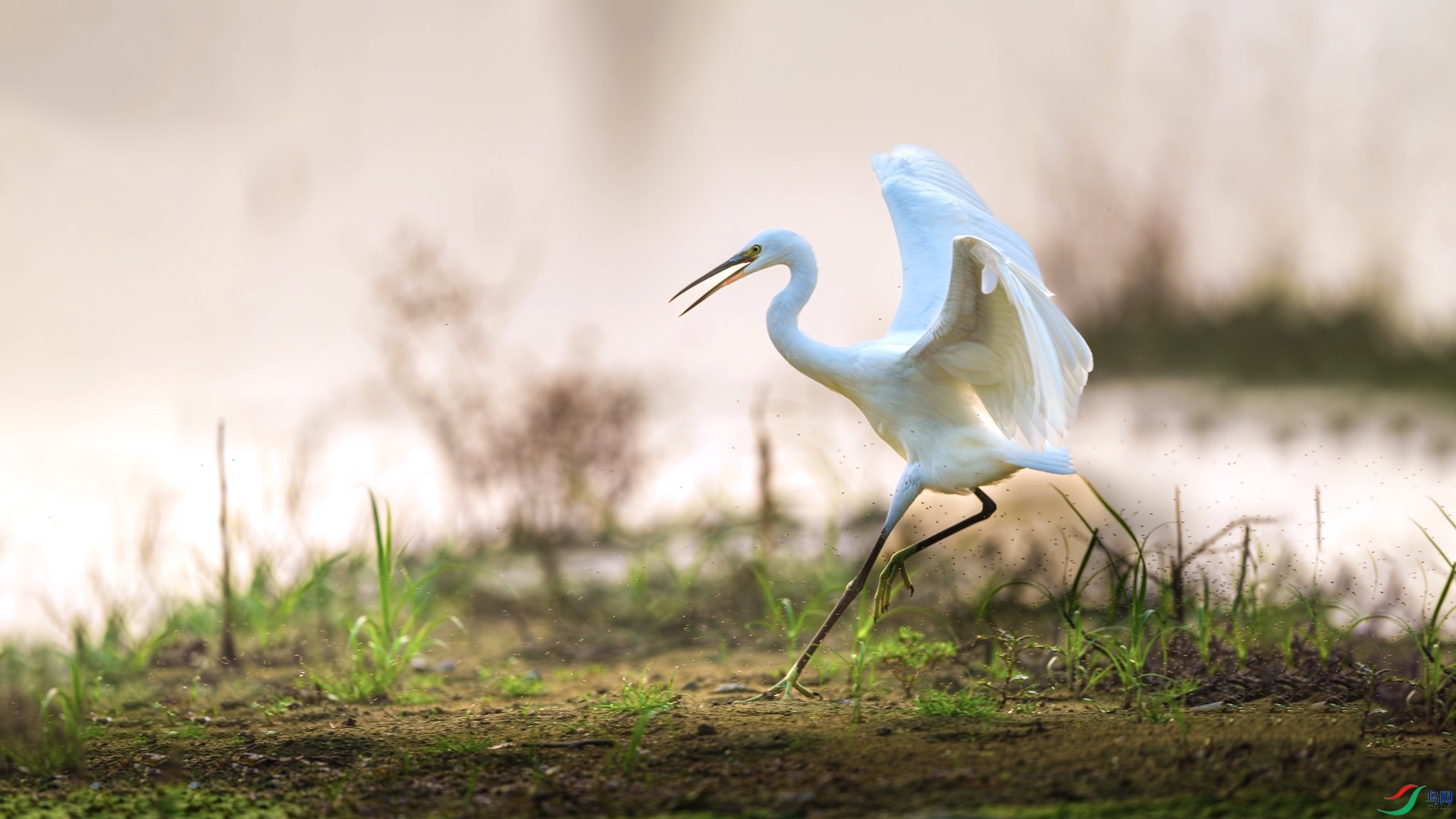 1XXL_6959-����ǿ-NR ����.jpeg