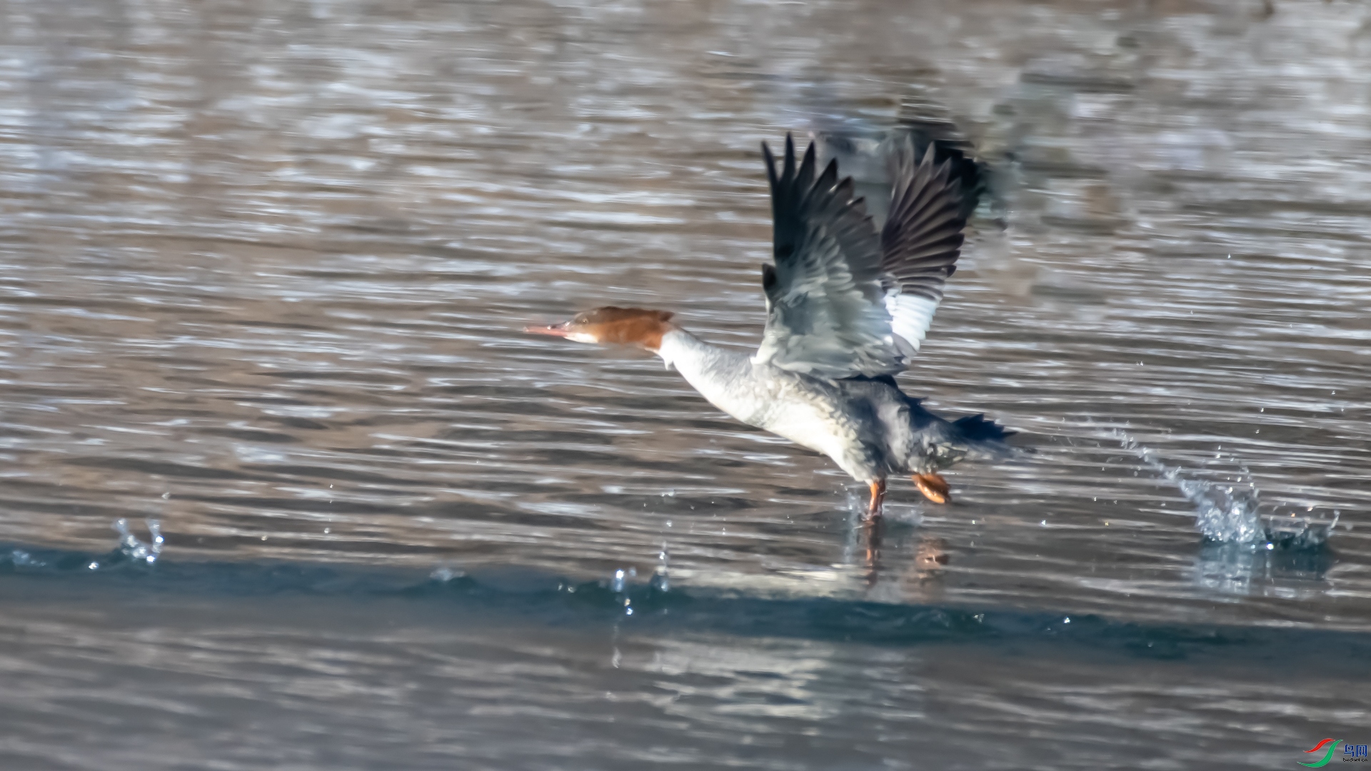 DSC_2409.jpg