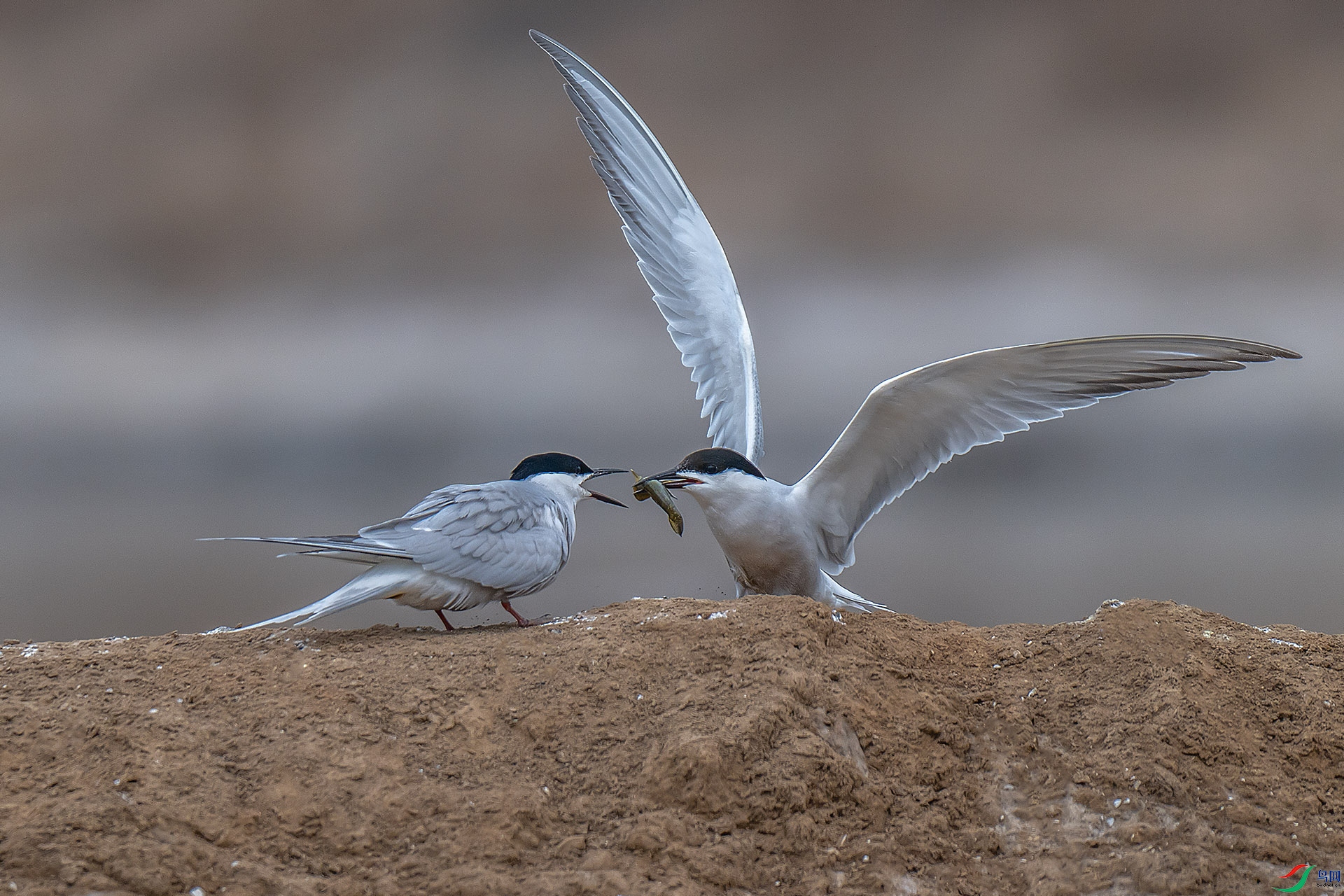 DSC_2779.jpg