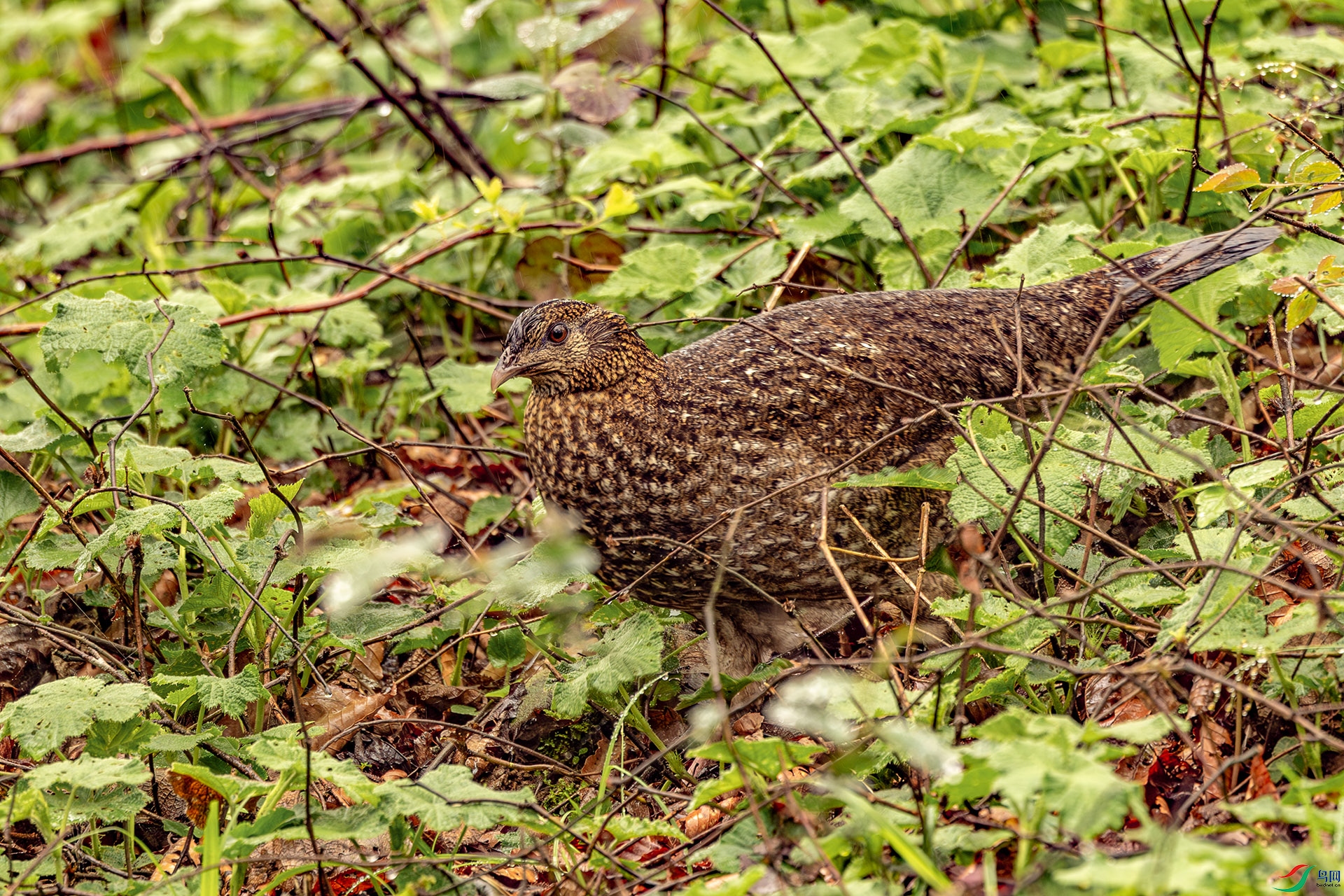 _A3A8256-1ab.jpg