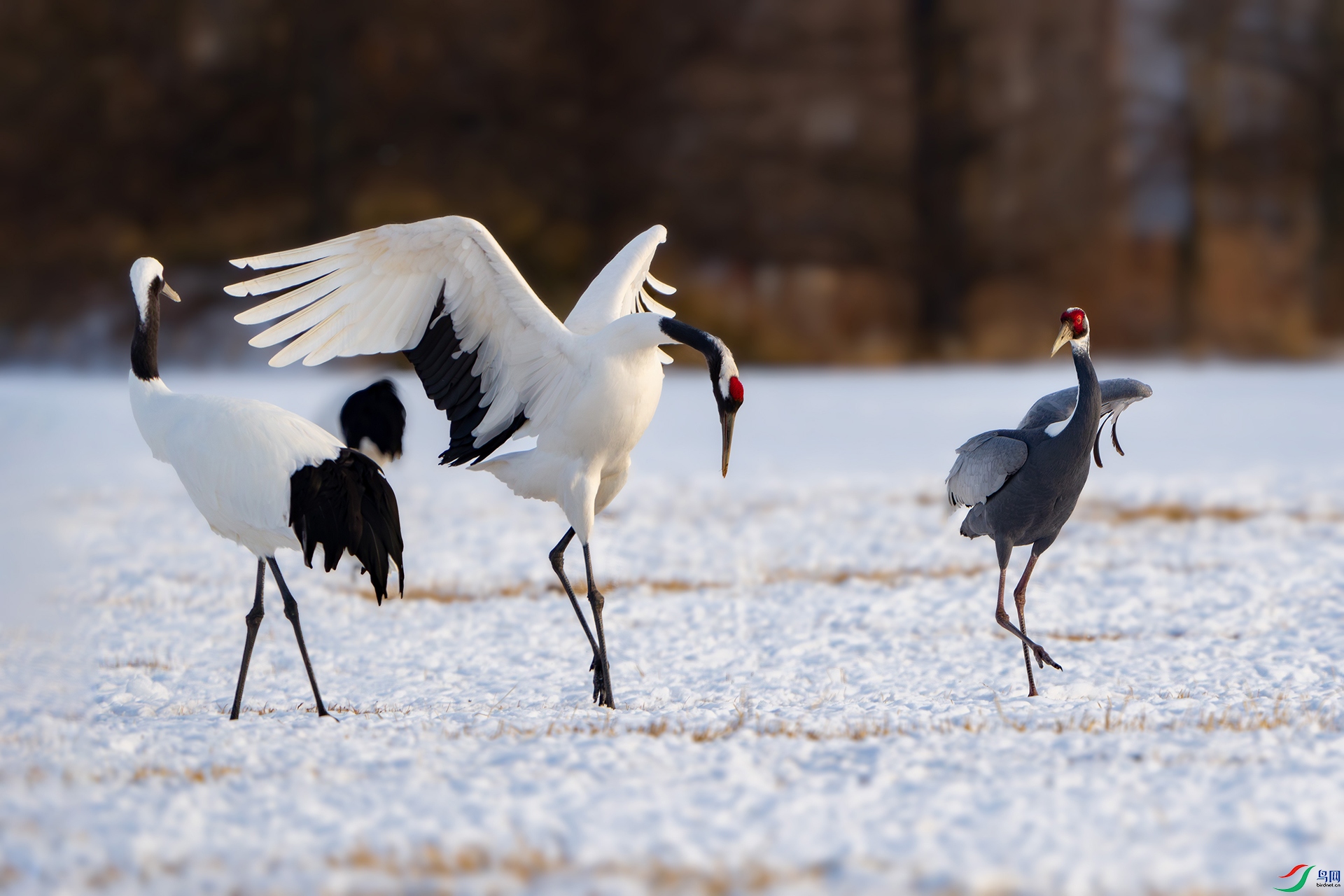 _DSC7699-����ǿ-NR-2 ����.jpg