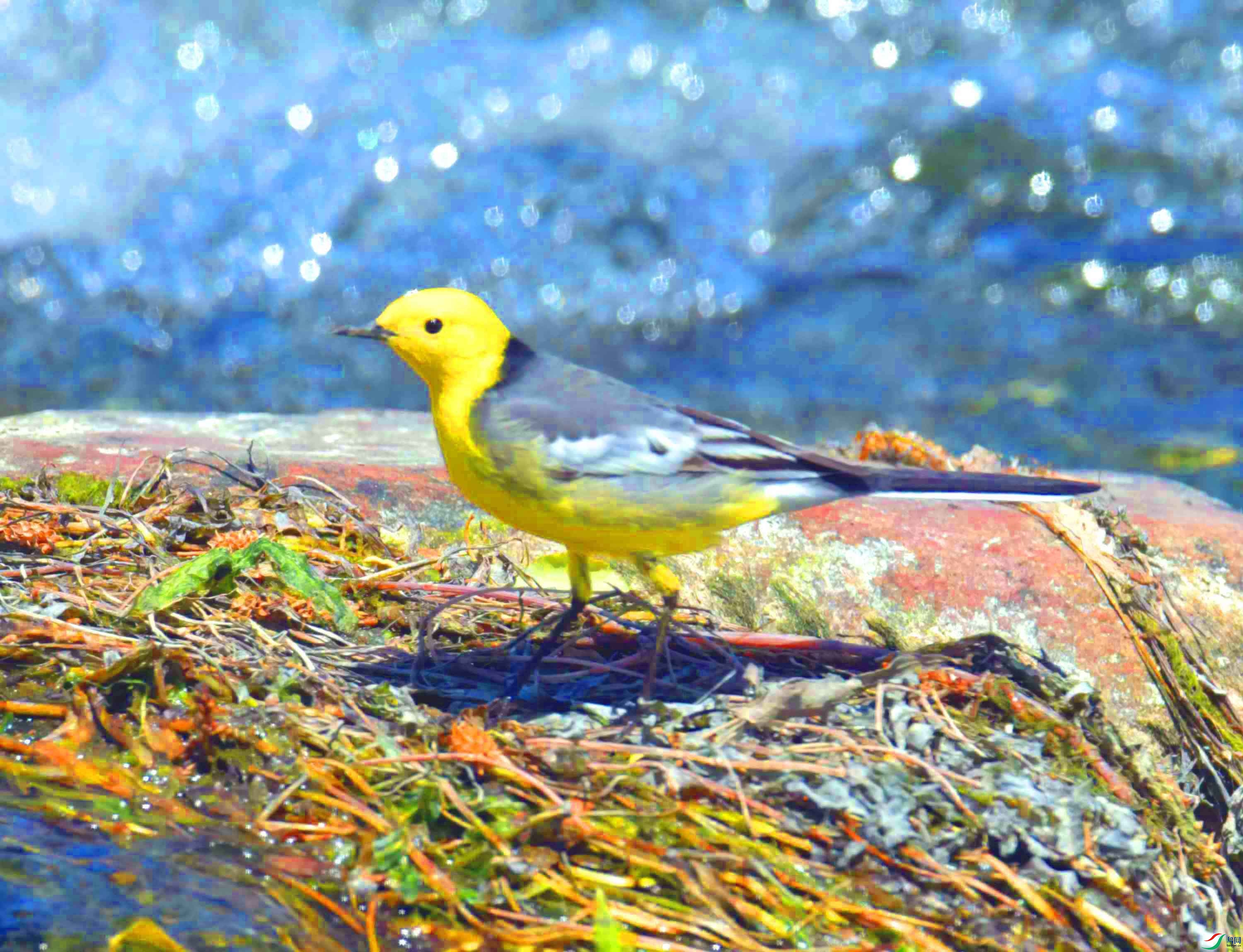 DSC_0335.JPG