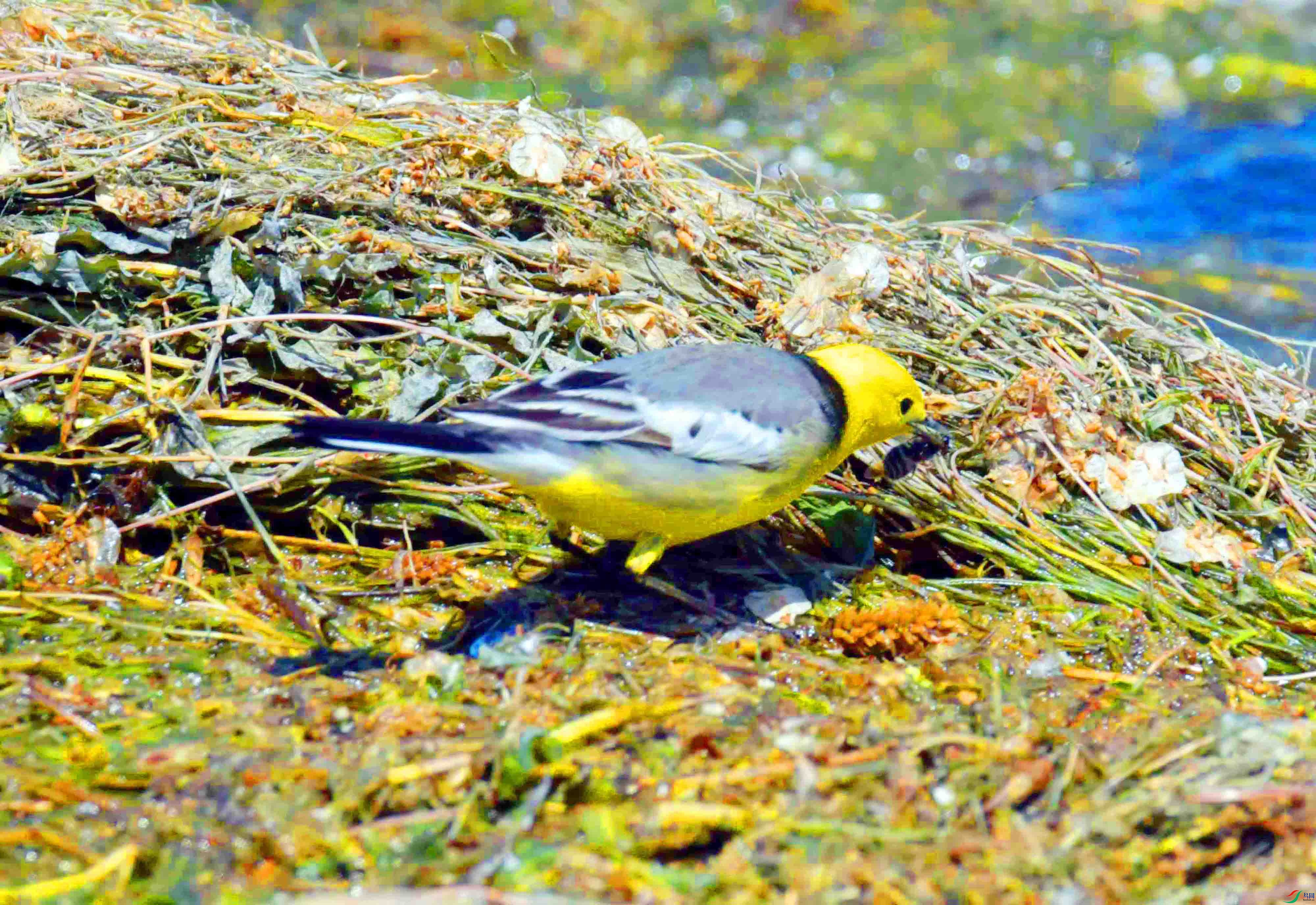 DSC_0340.JPG