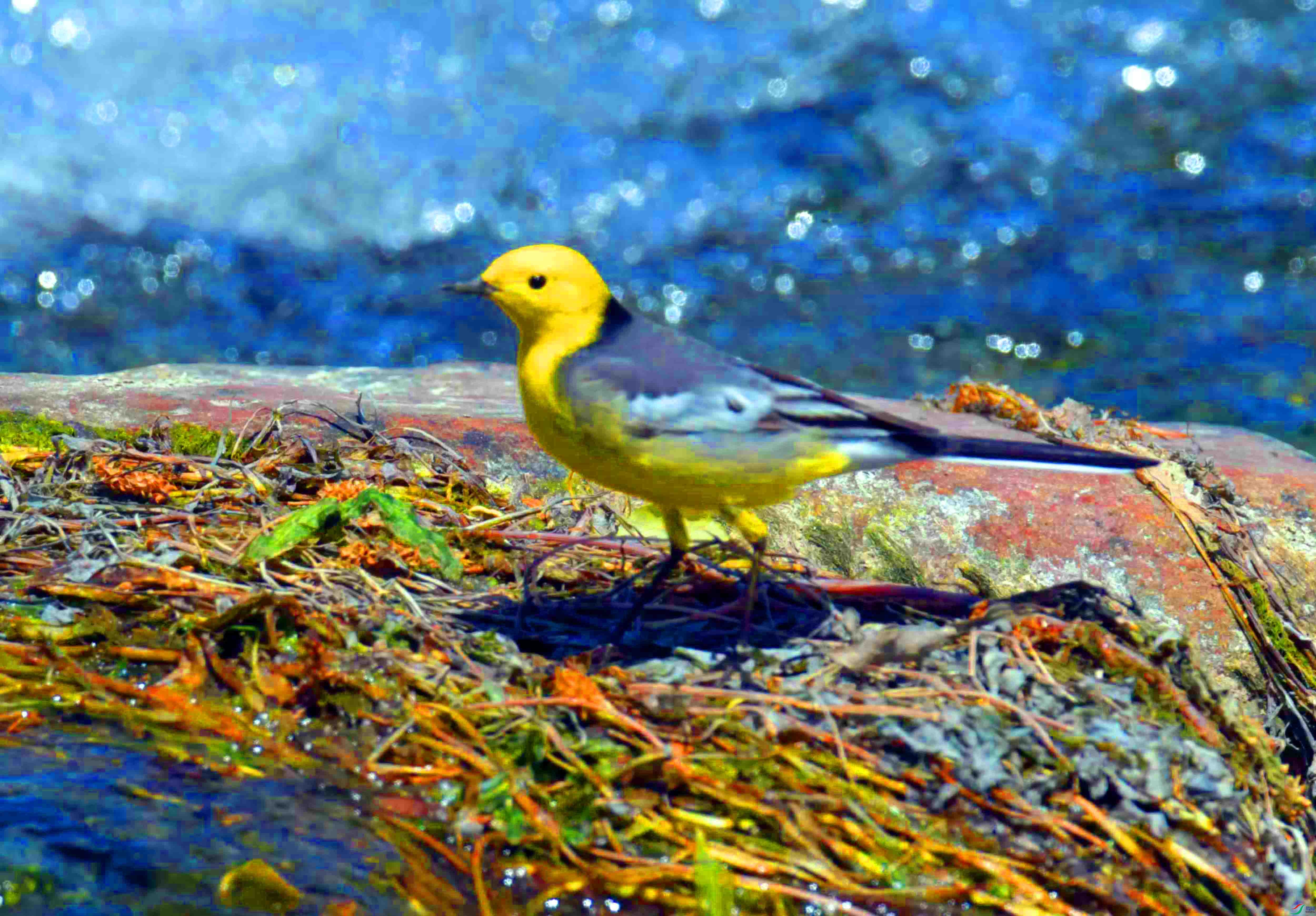 DSC_0336.JPG