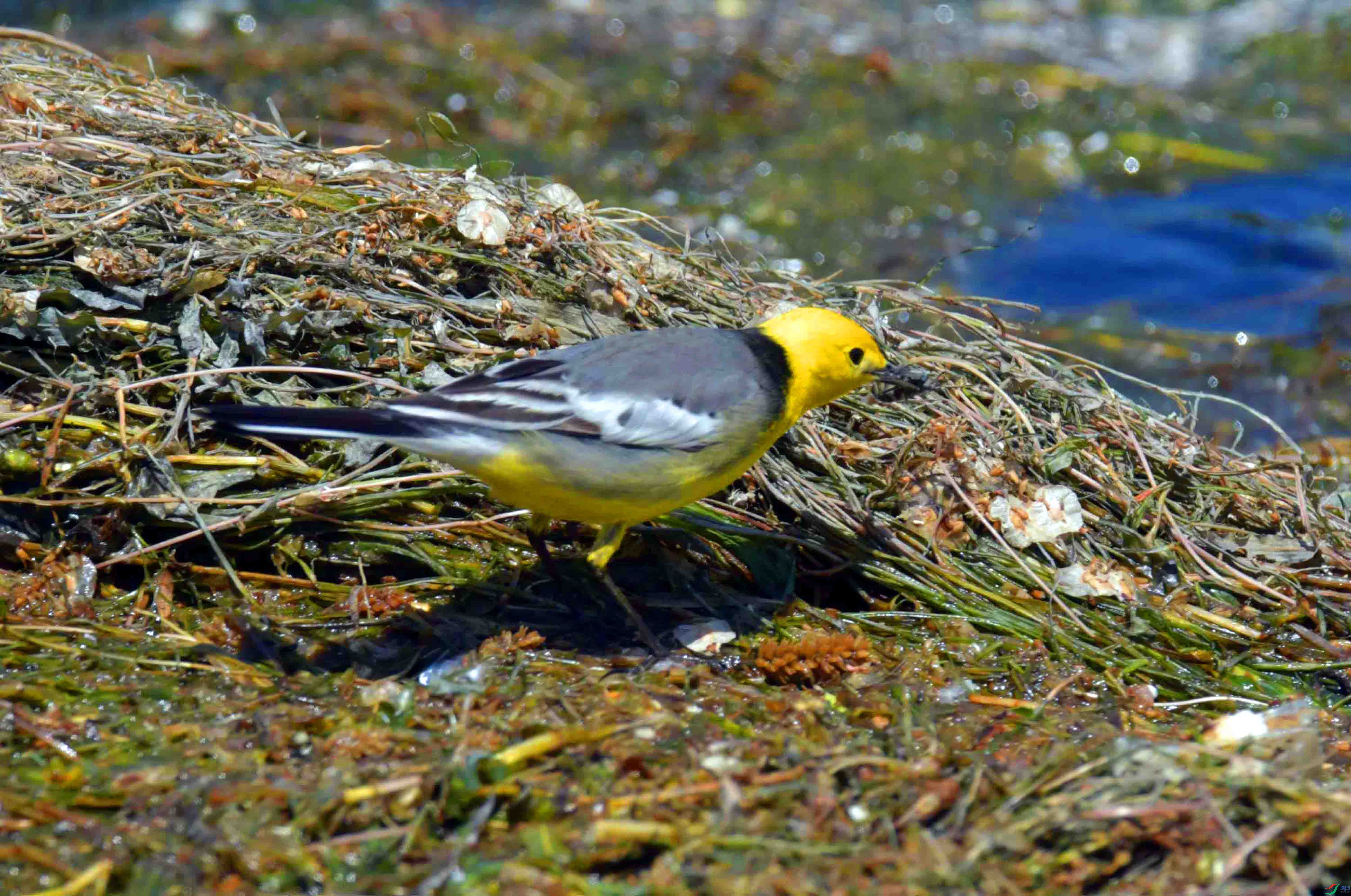 DSC_0344.JPG