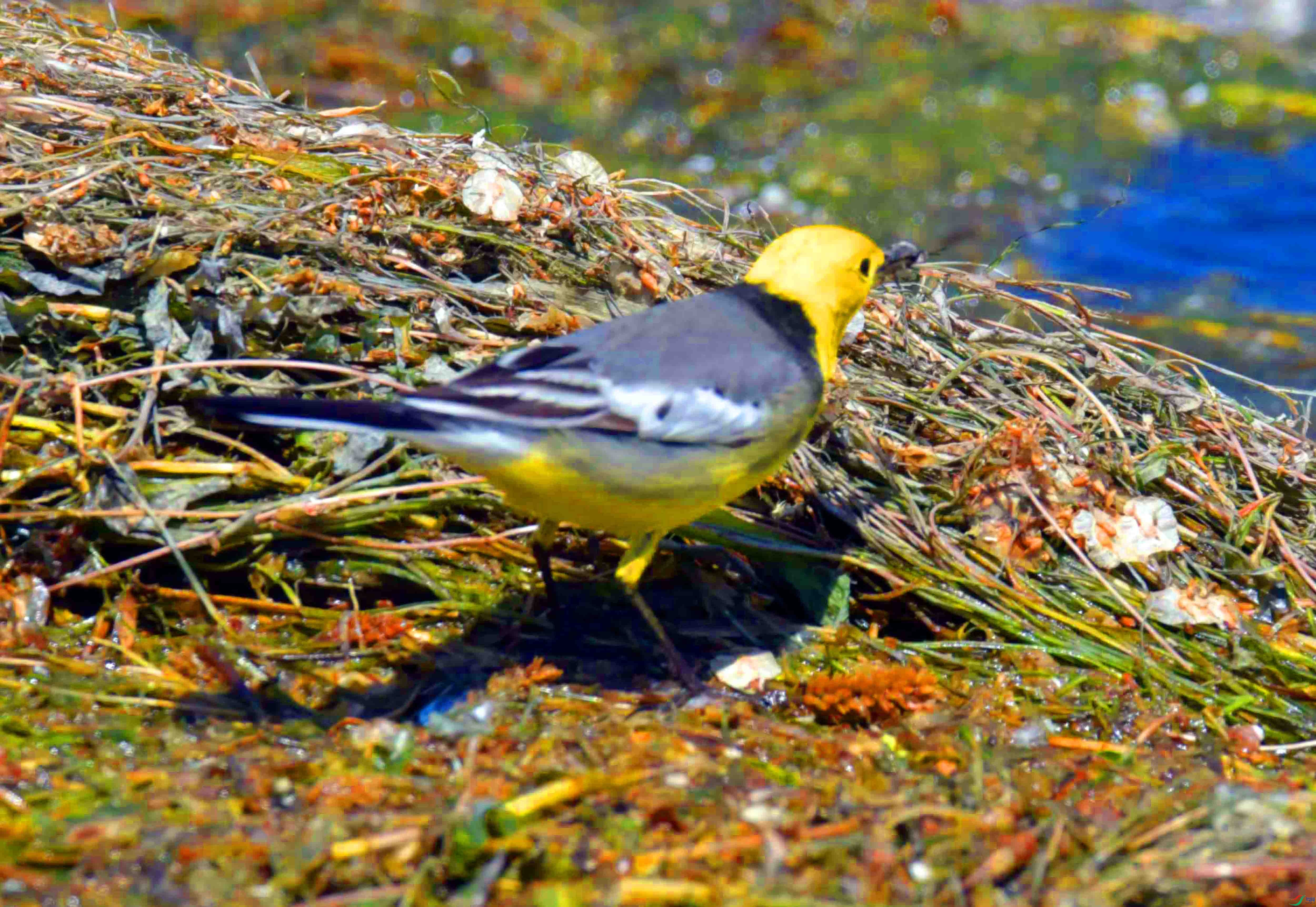 DSC_0343.JPG