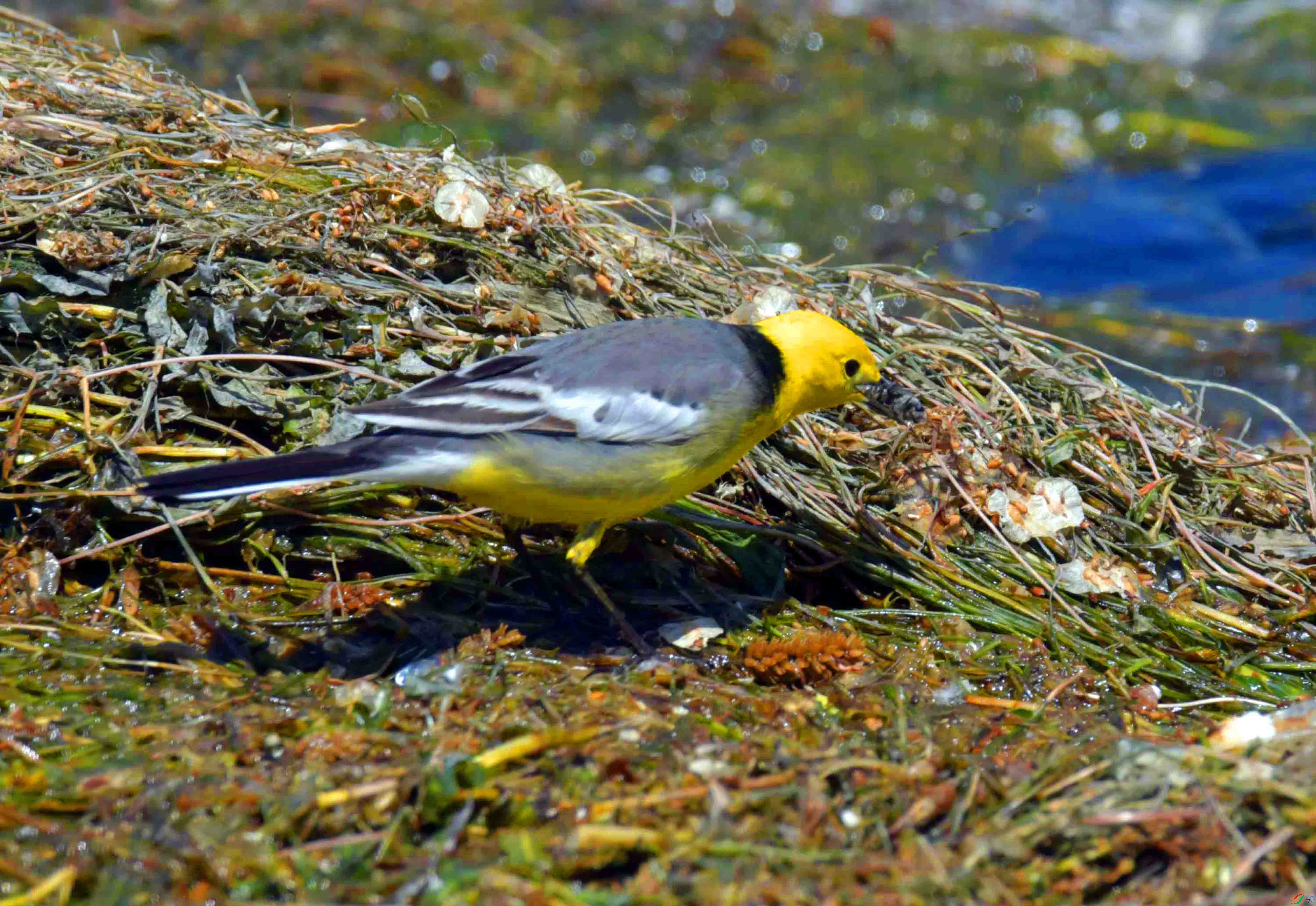 DSC_0345.JPG