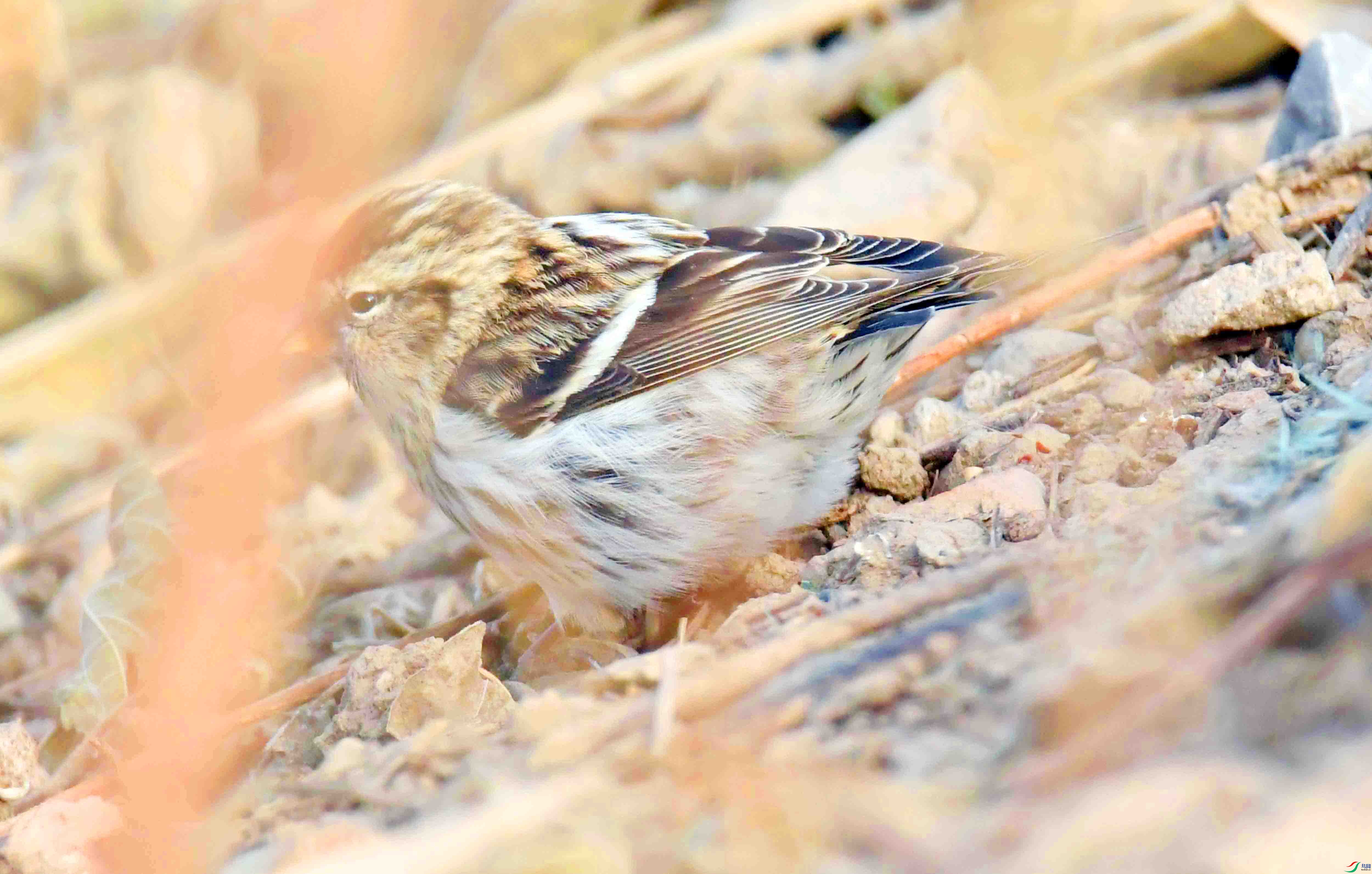 DSC_5826.JPG