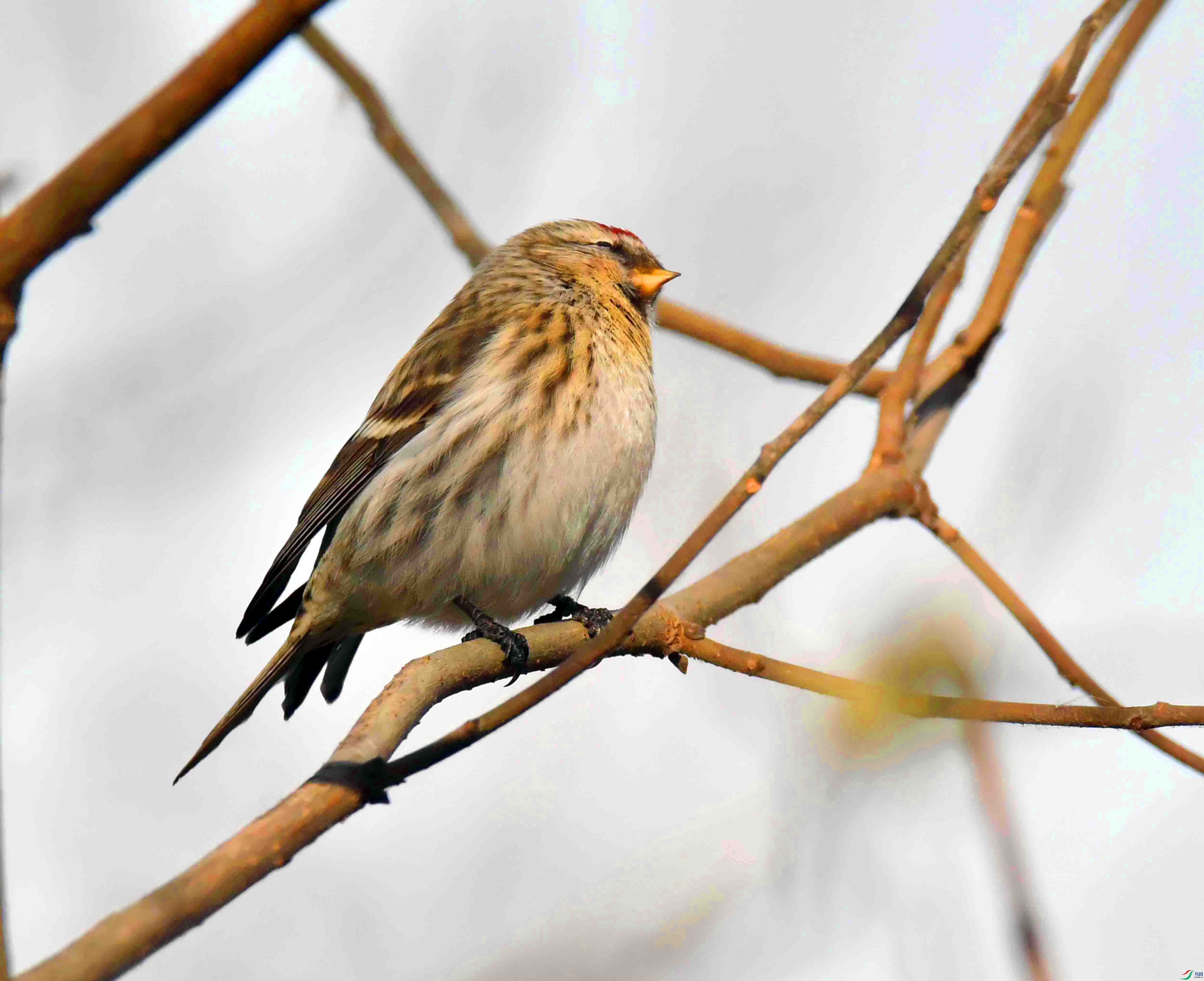 DSC_5926.JPG