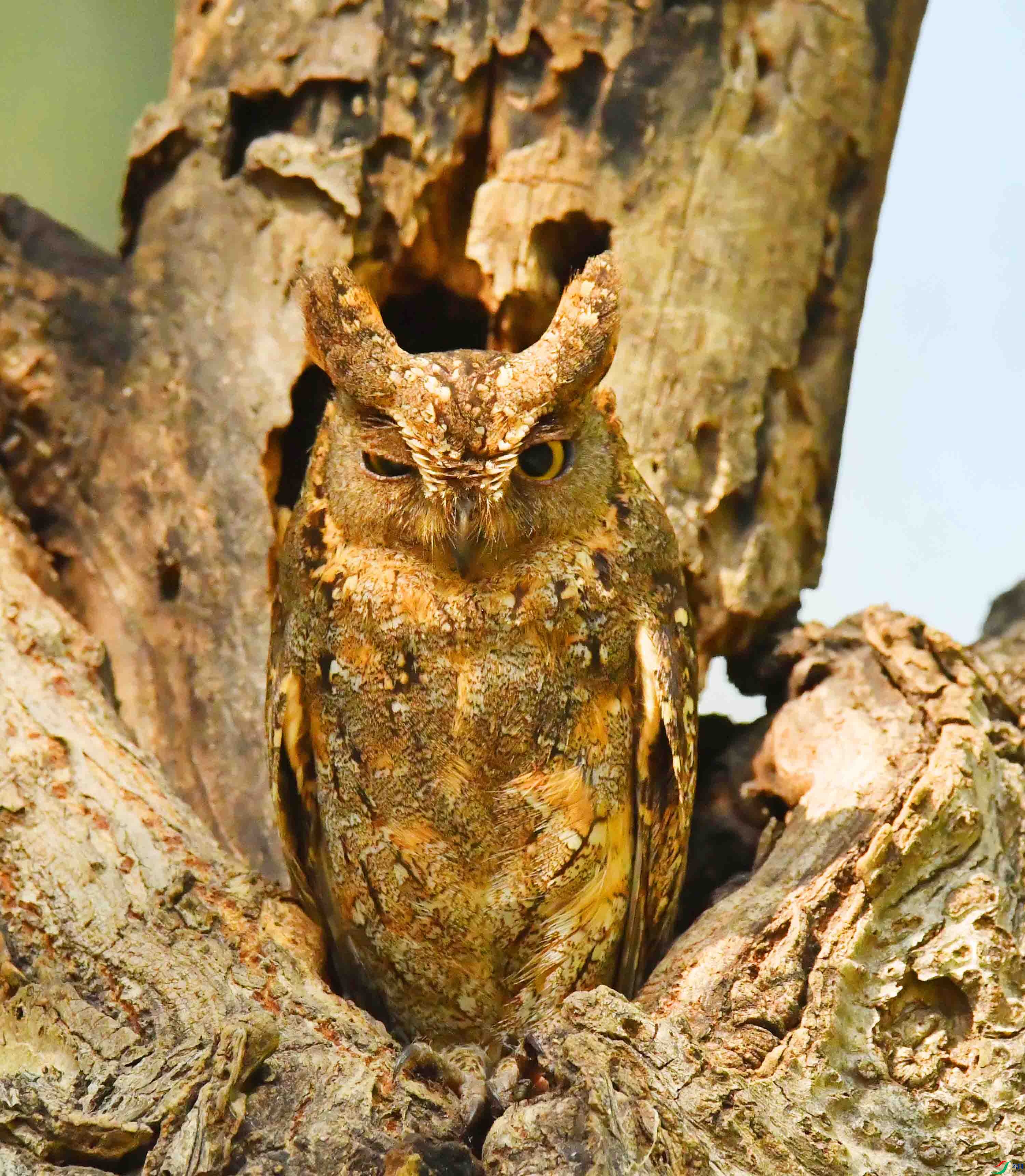 DSC_5295.JPG