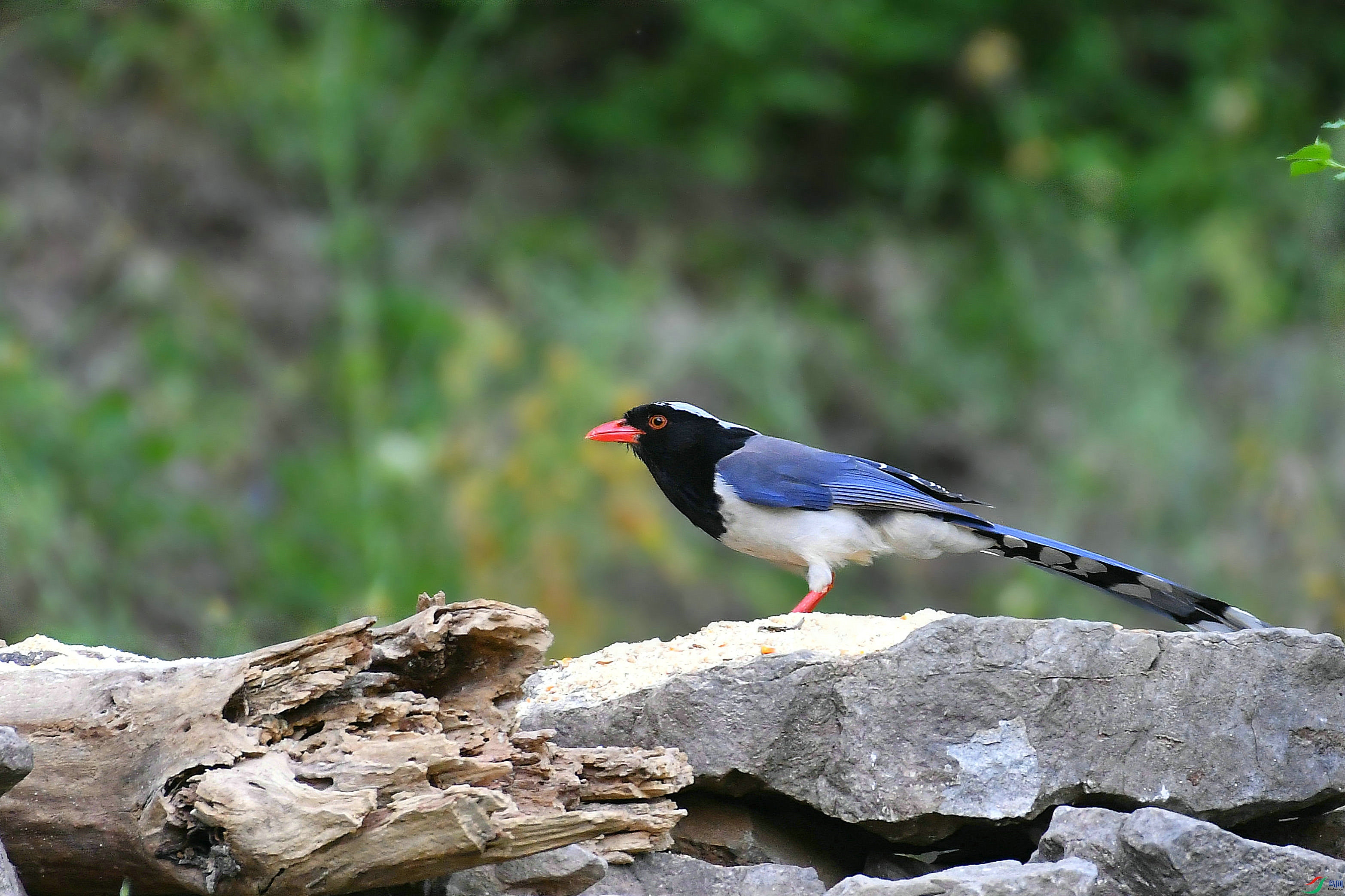 DSC_0587.JPG