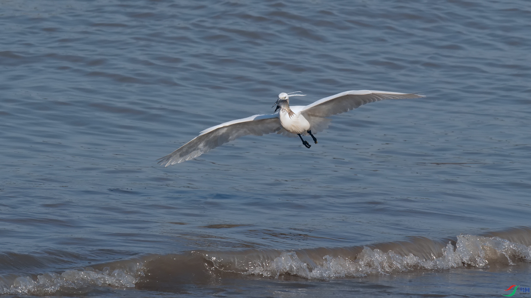 DSC_6351_DxOa.jpg