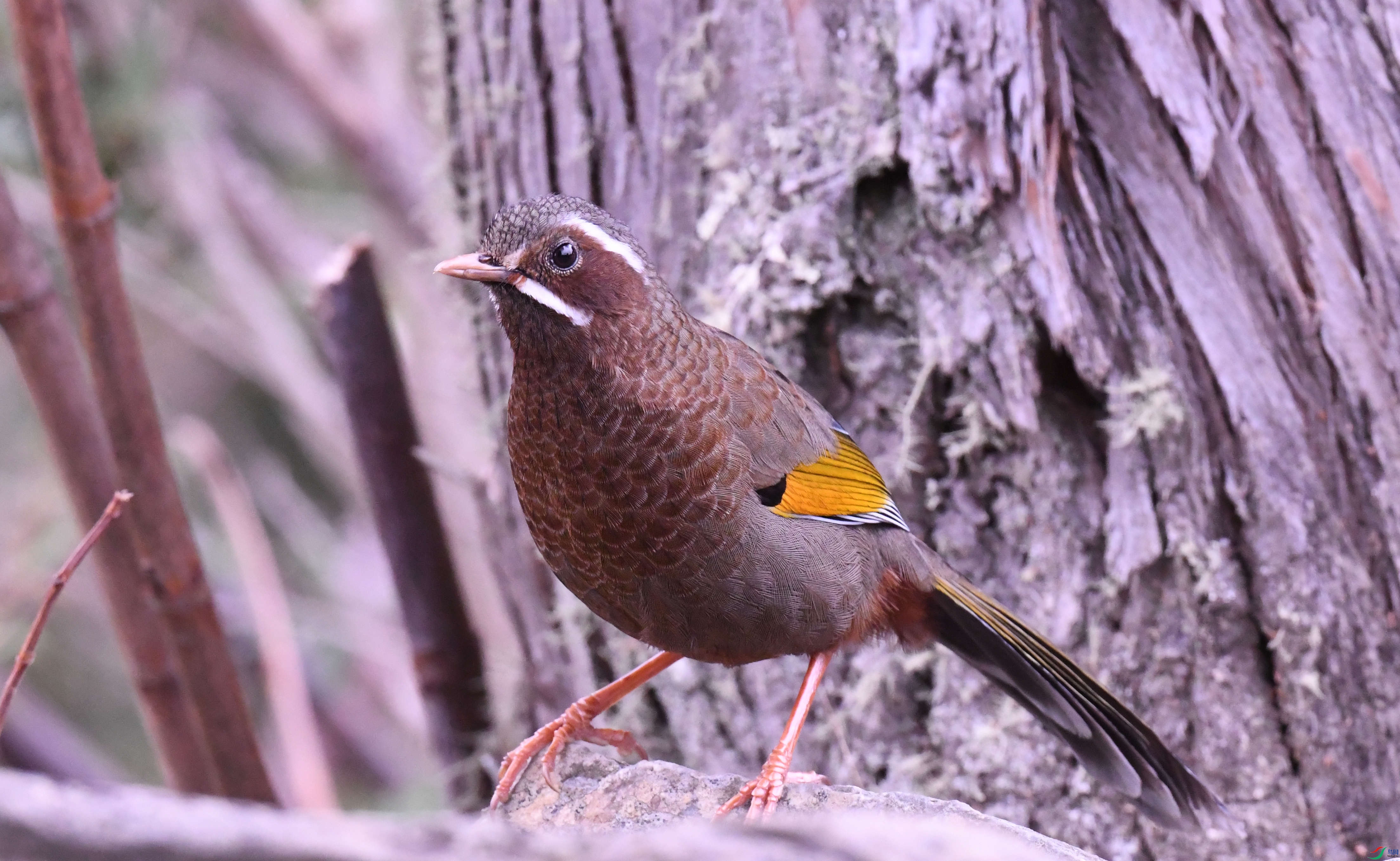 ̨������ ��ѩɽ.JPG