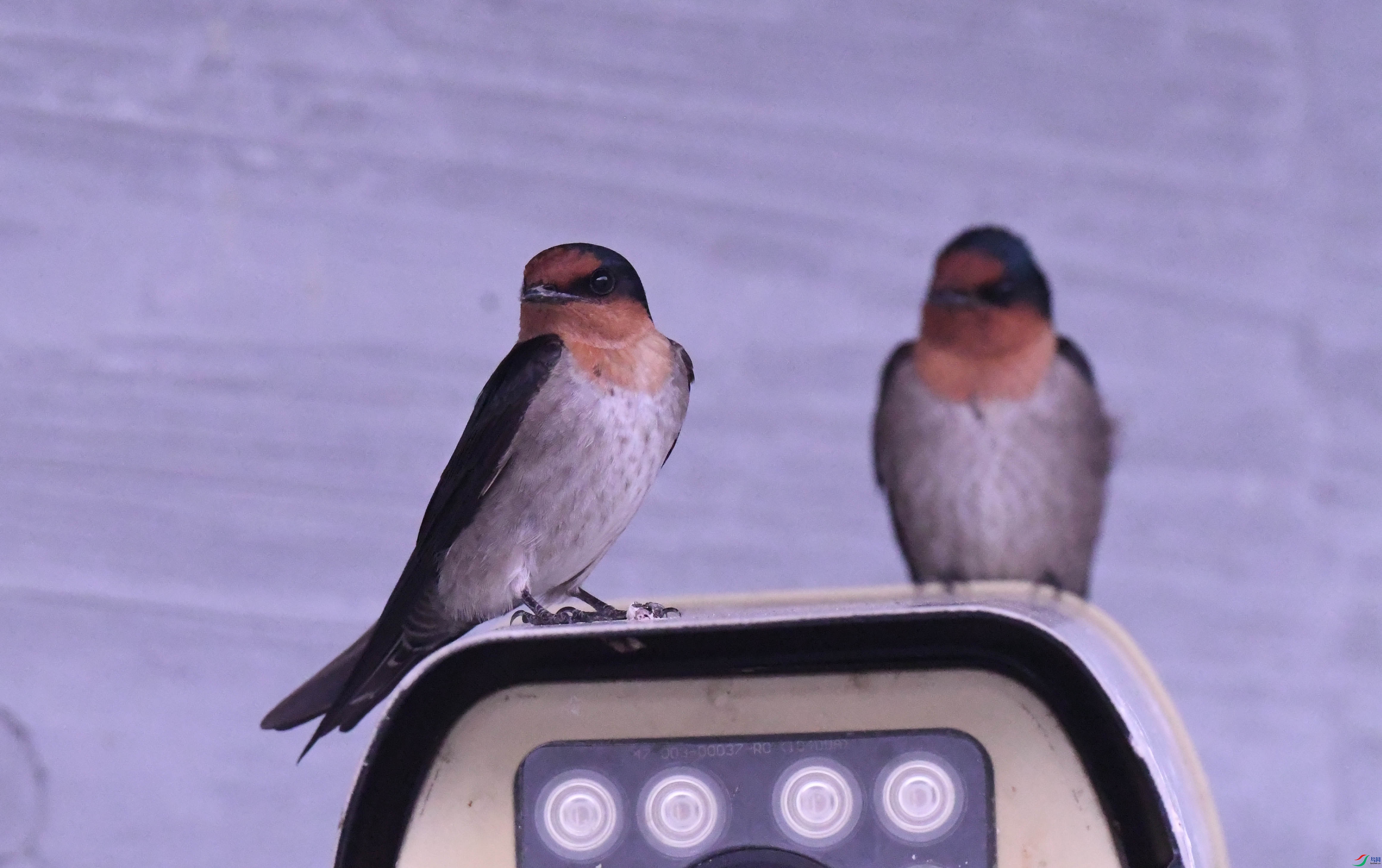 ���� ����̶.JPG