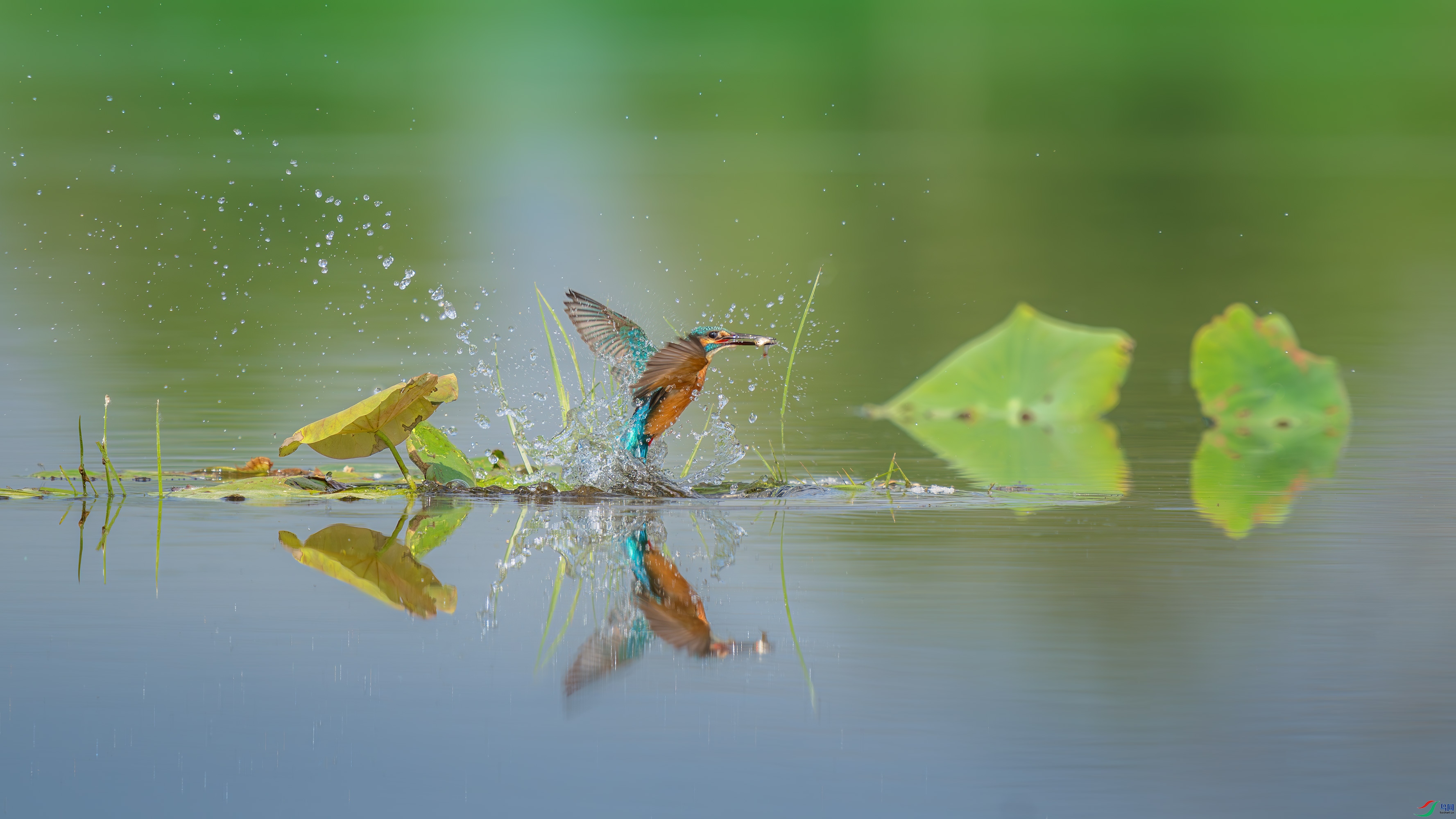 _DSC6517-����ǿ-NR-����.jpga.jpg