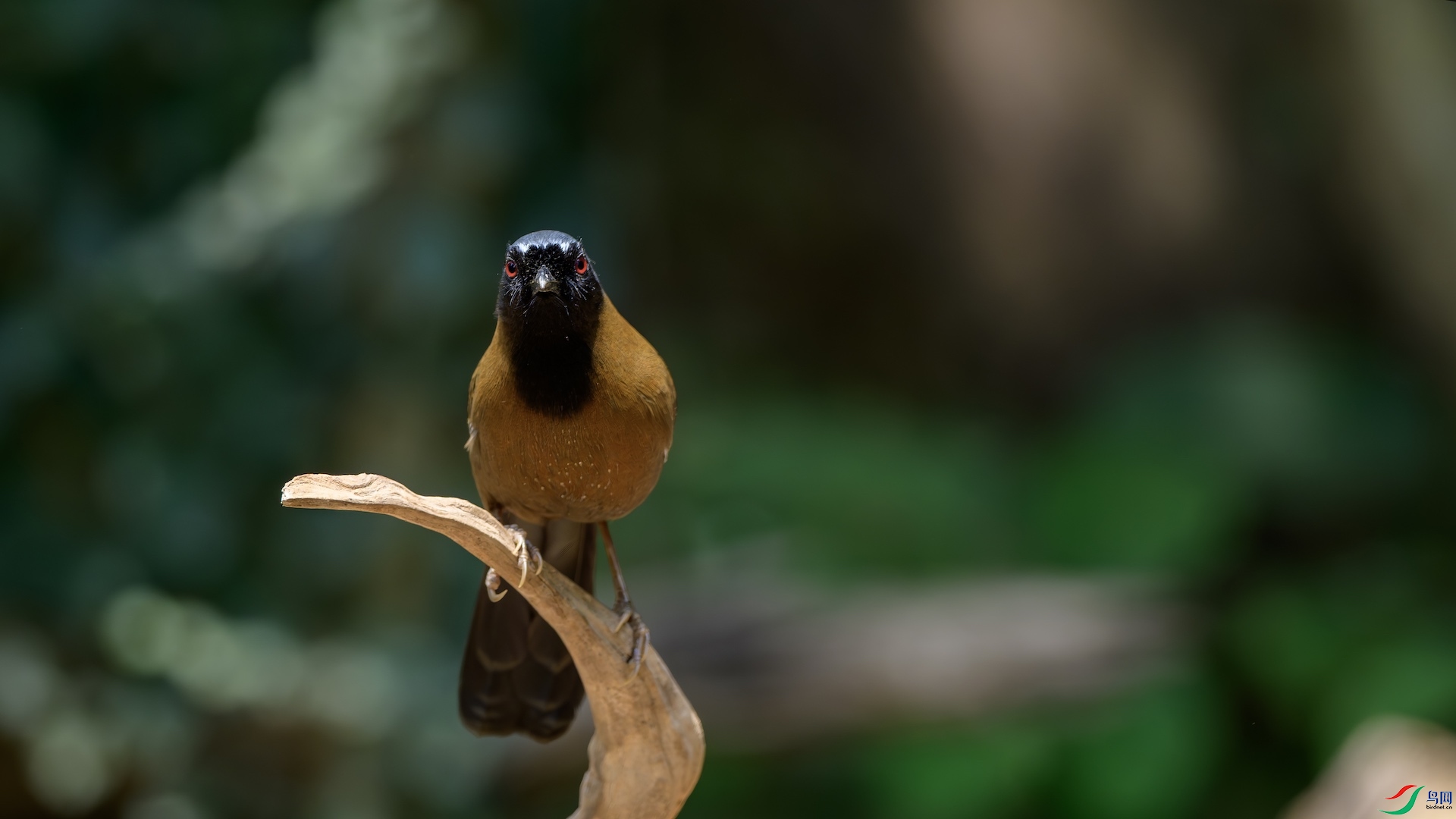 8_XXL2149-����ǿ-NR ����.jpeg