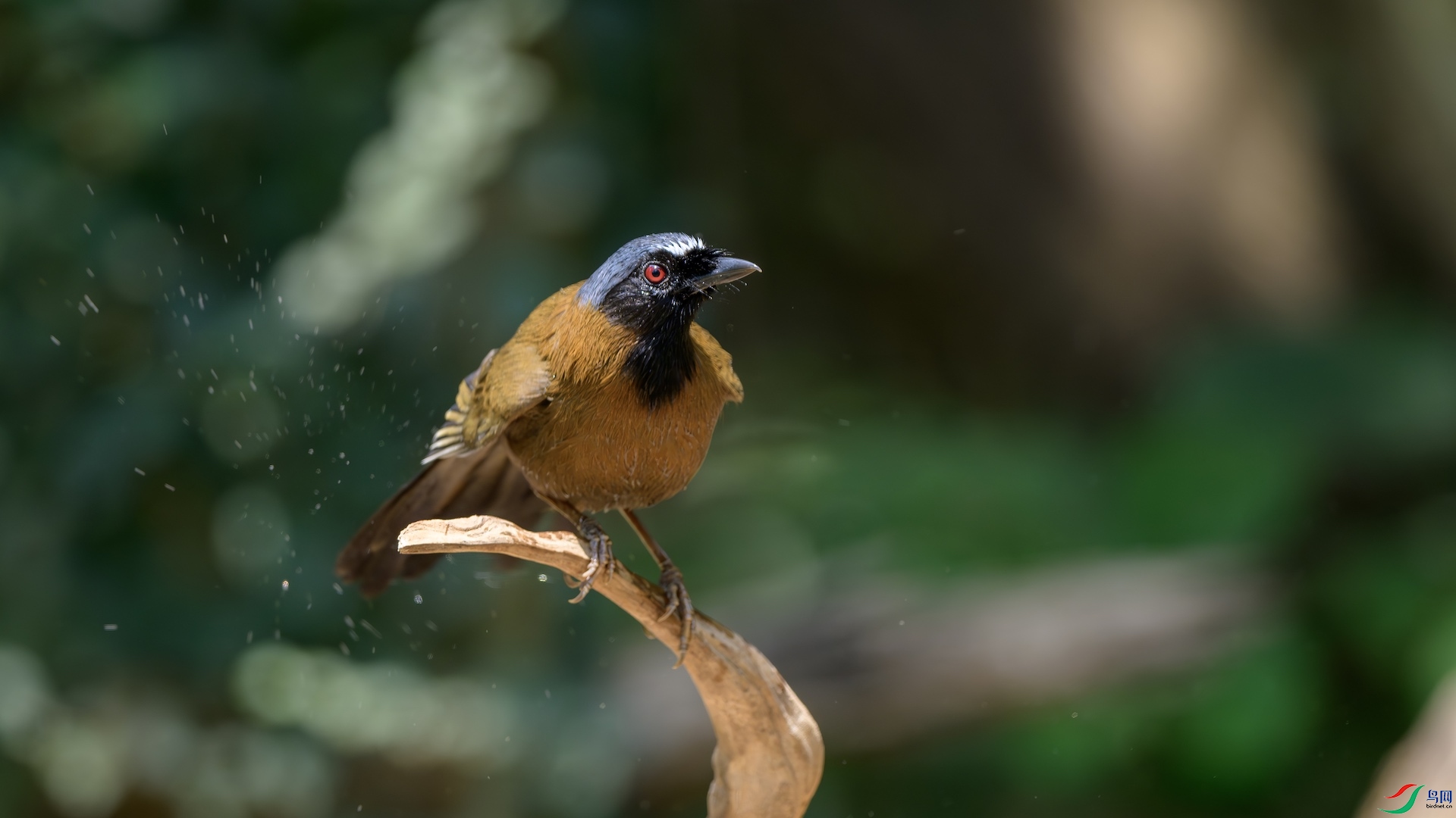 8_XXL2379-����ǿ-NR ����.jpeg