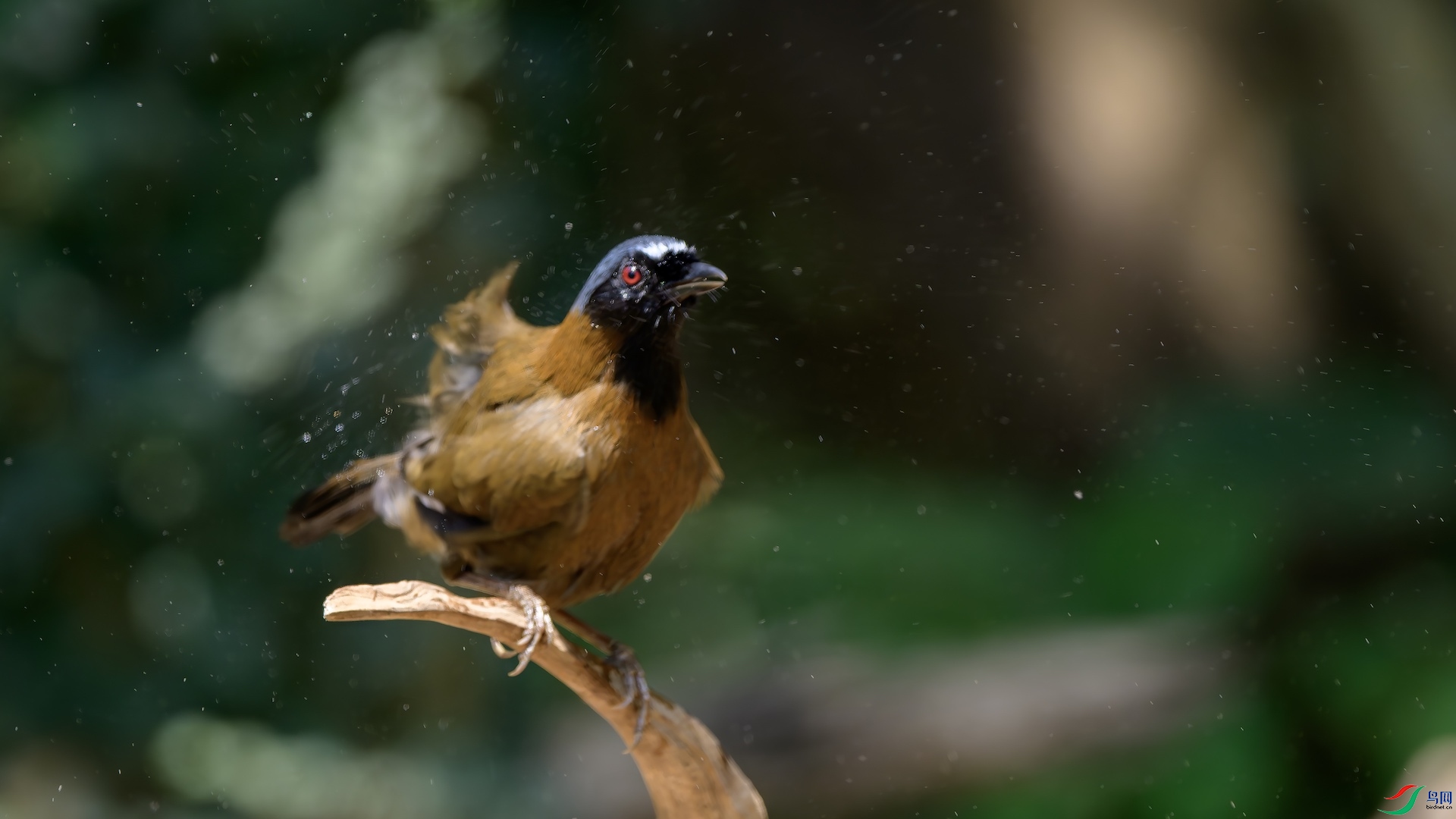 8_XXL2400-����ǿ-NR ����.jpeg