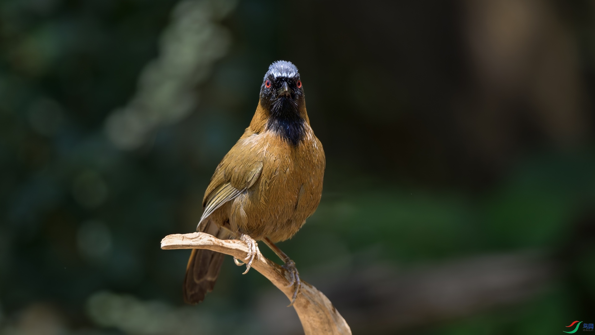 8_XXL2412-����ǿ-NR ����.jpeg