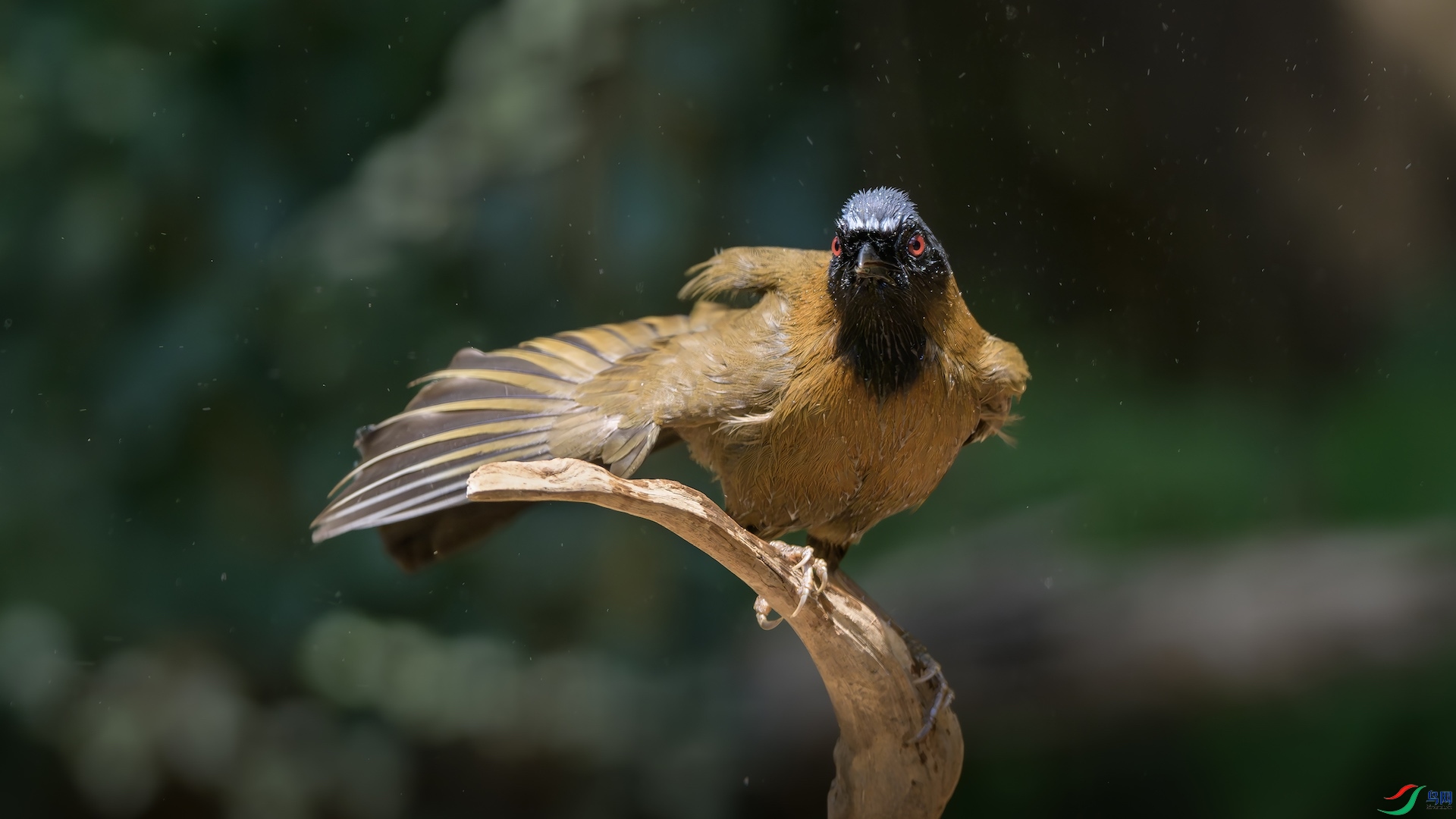 8_XXL2551-����ǿ-NR ����.jpeg