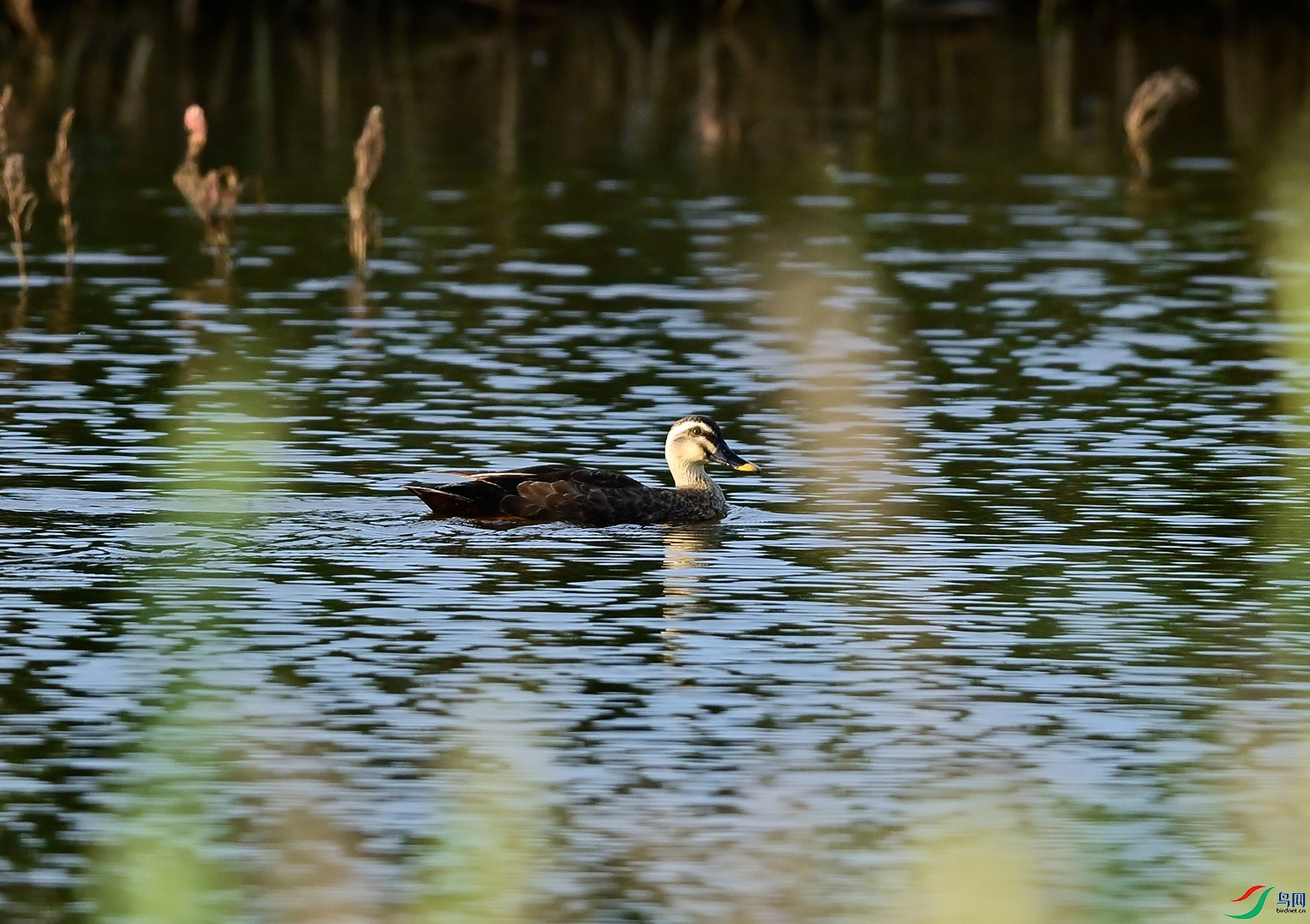 _DSC3694f.jpg