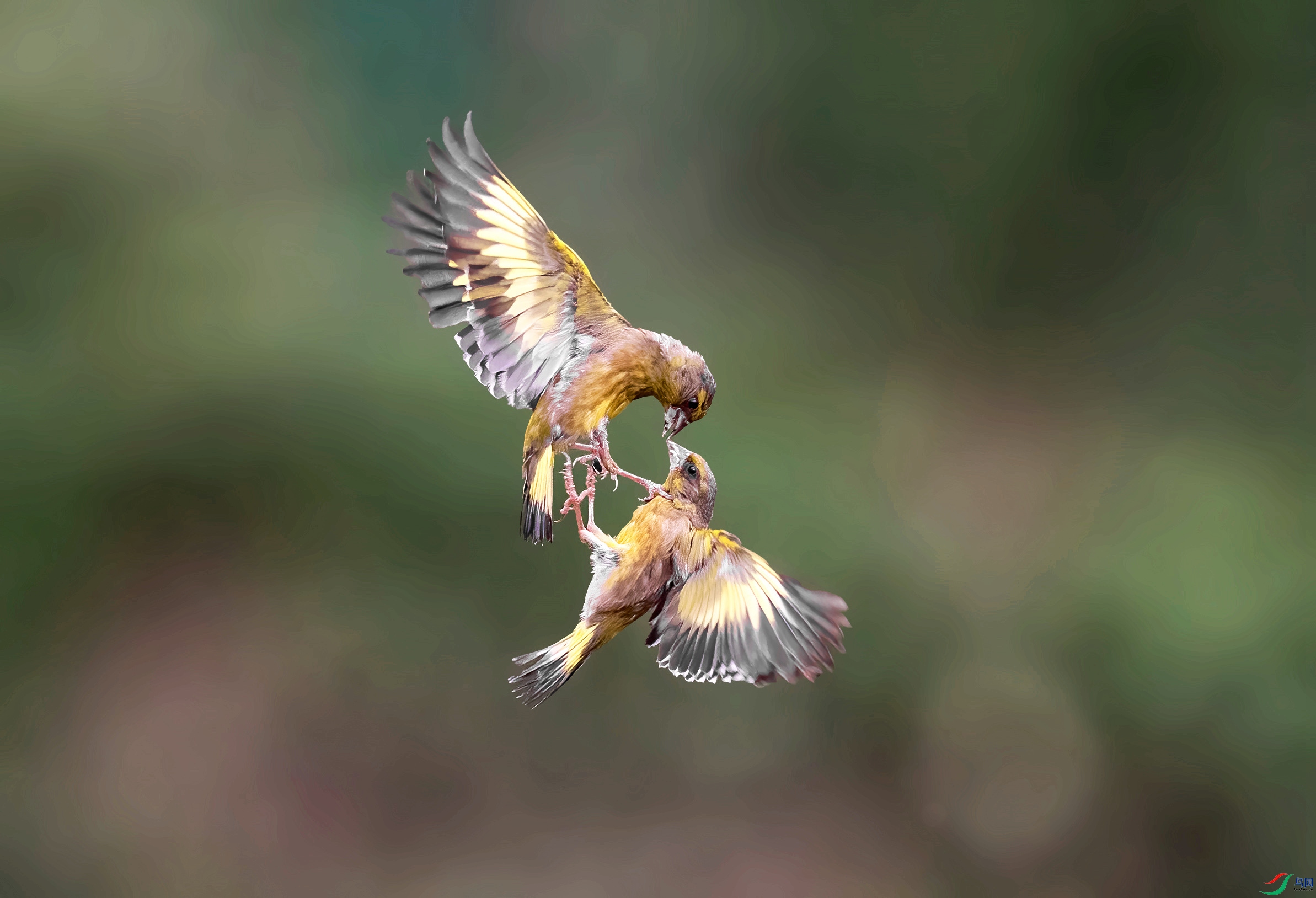 DSC_0413 ����_������.jpg