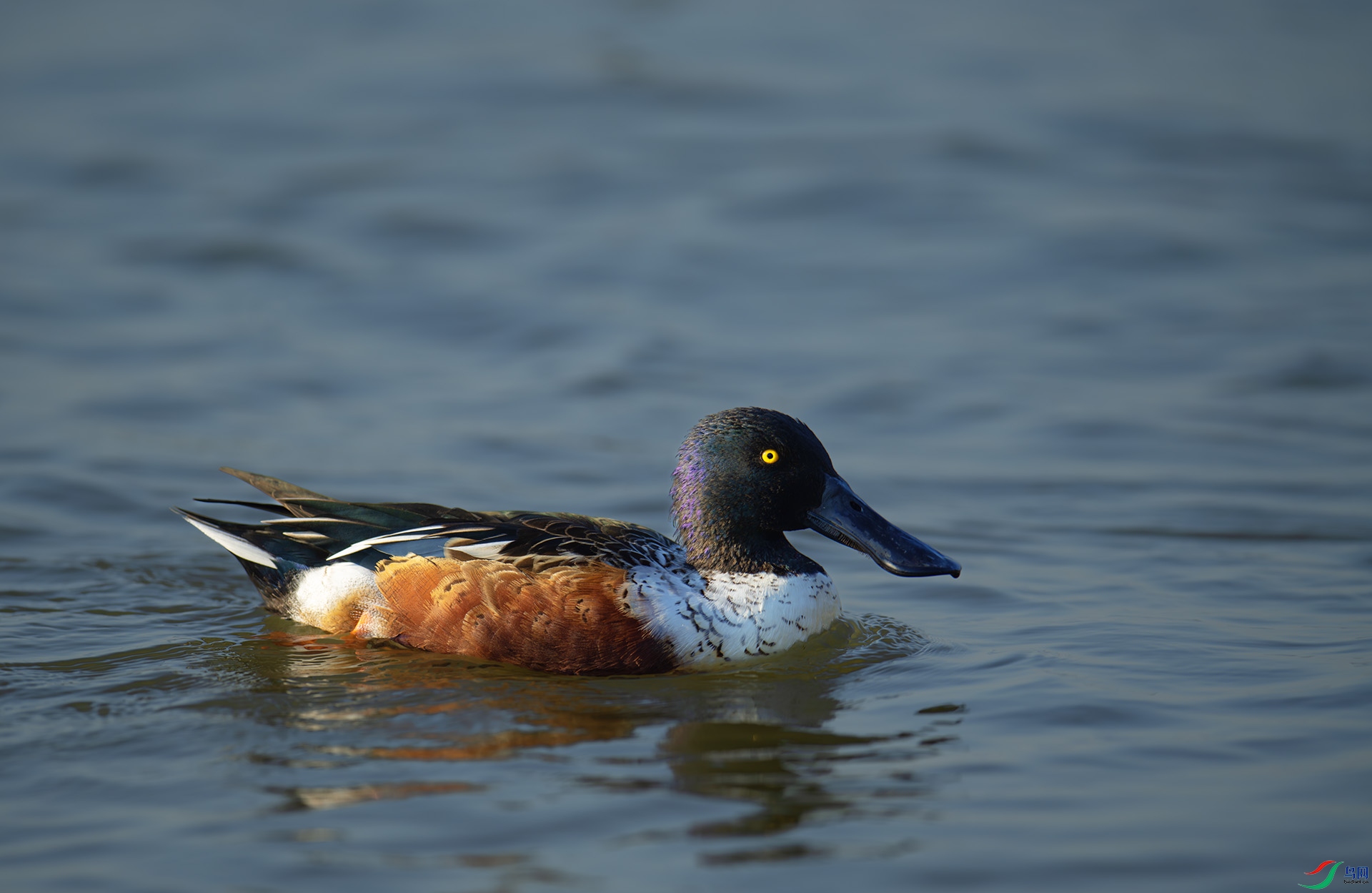 DSC_0749-1.jpg