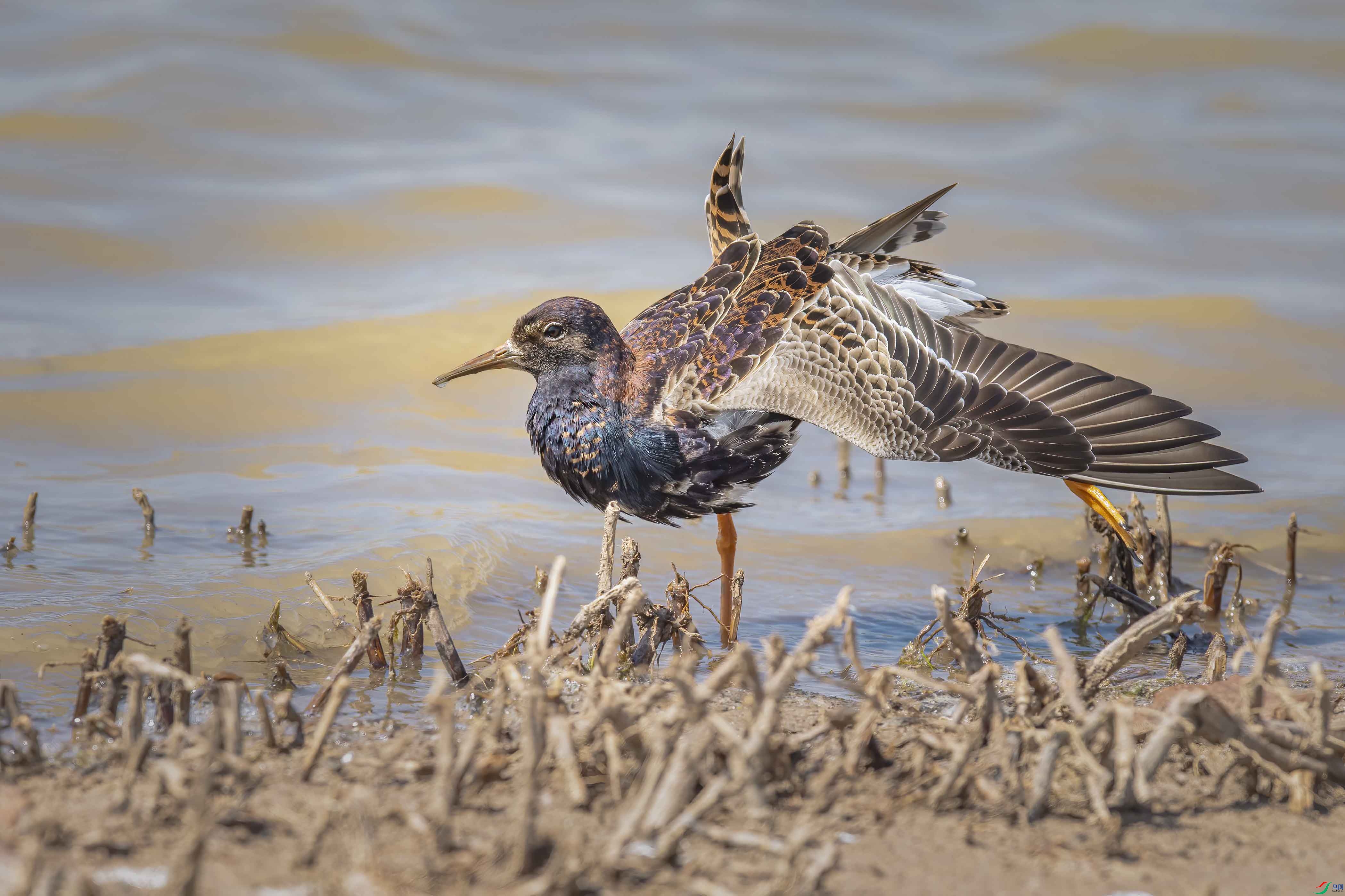 DSC_5050 ����.jpg