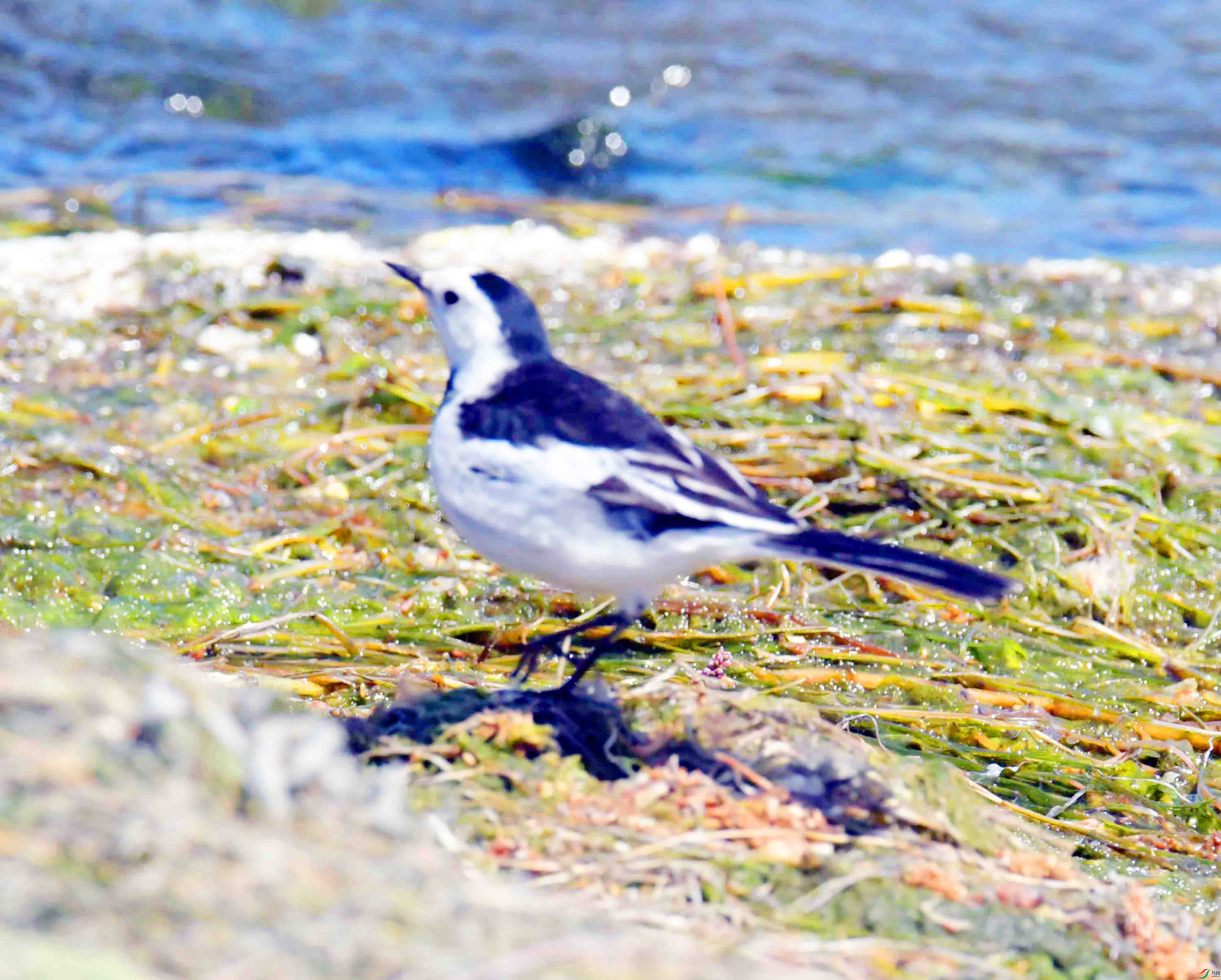 DSC_0253.JPG